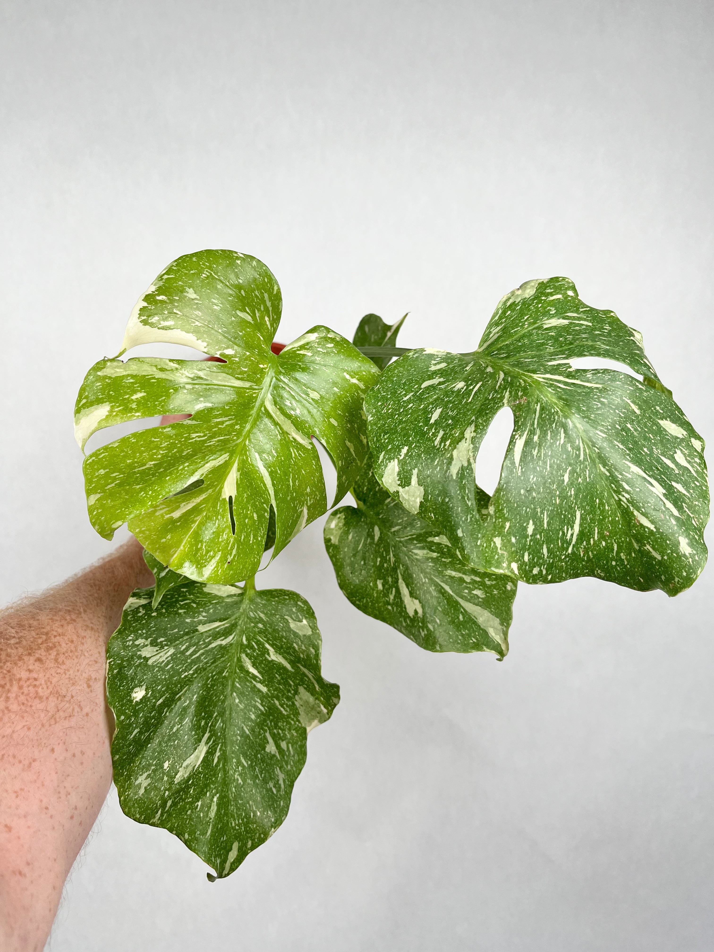 Monstera Thai Constellation