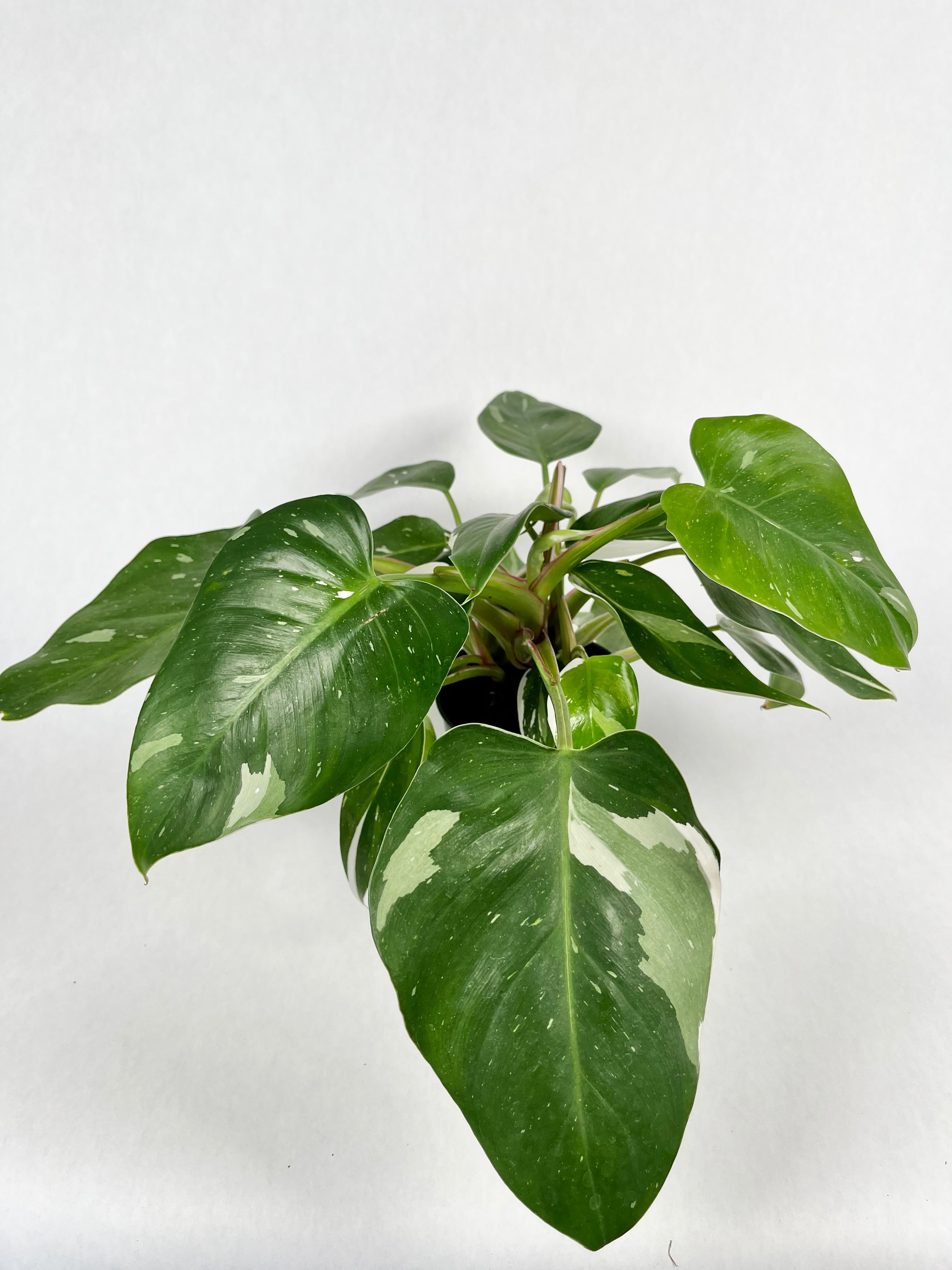 4" Philodendron White Princess