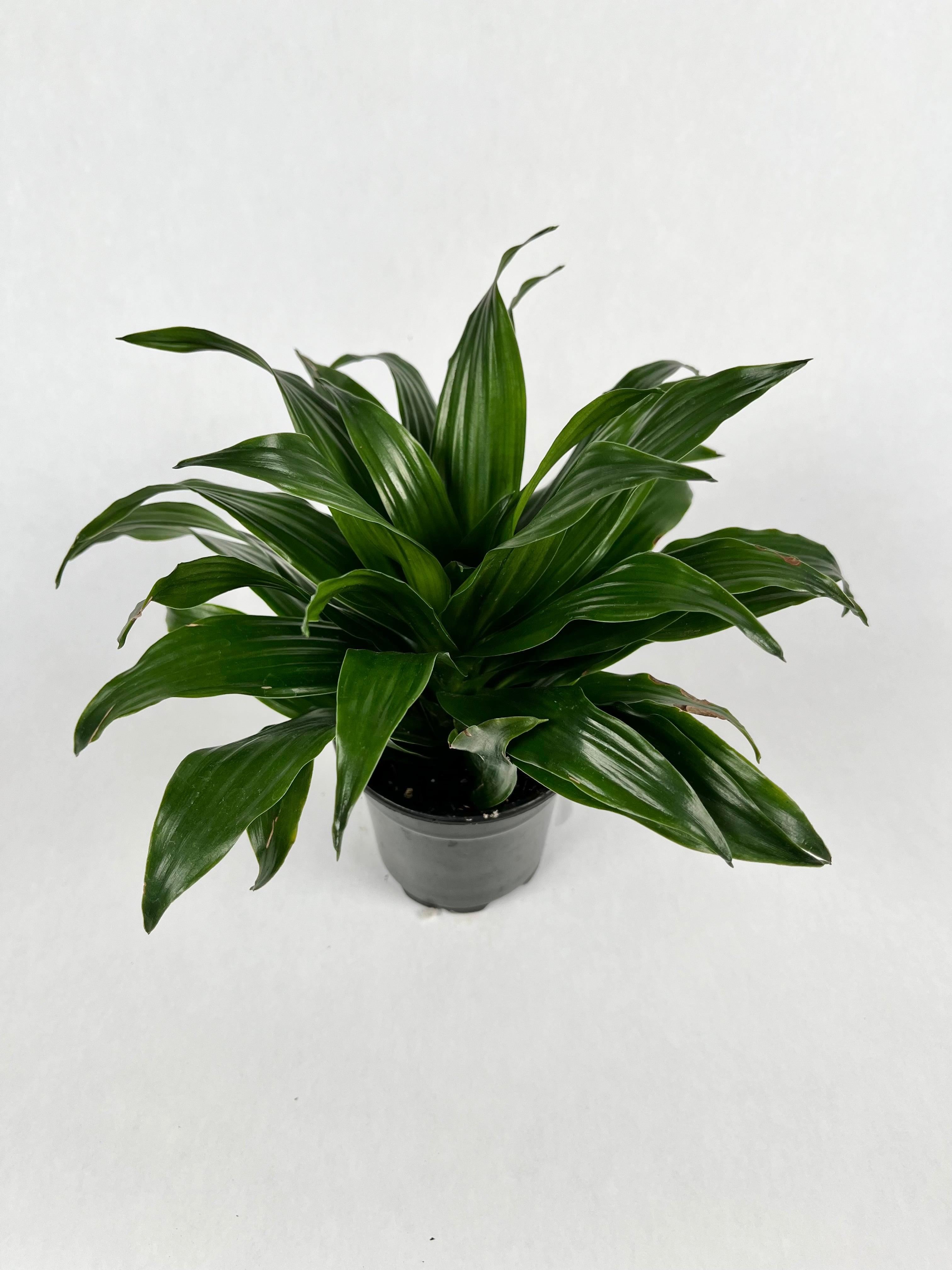 4" Dracaena Janet Craig Compacta