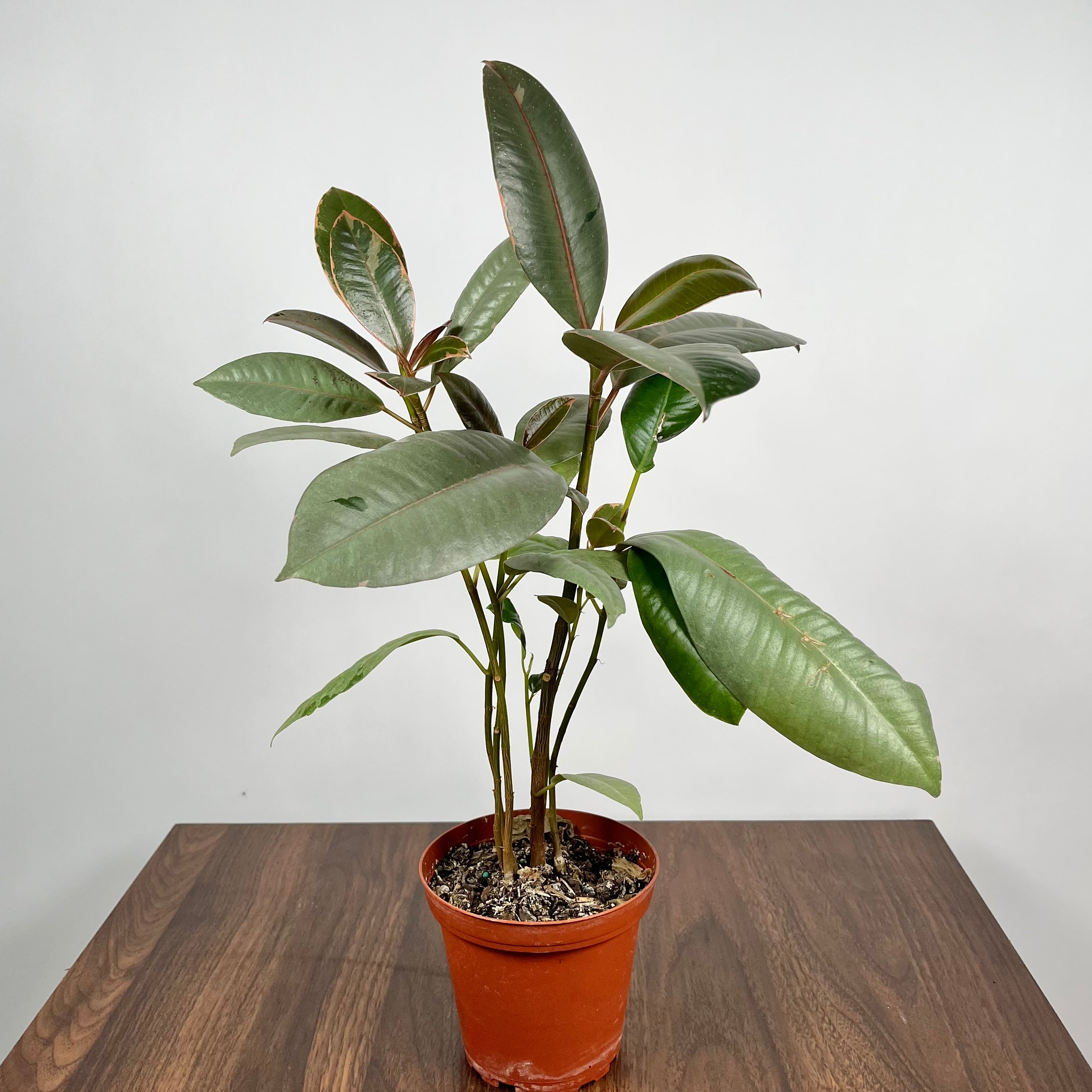 Ficus Ruby