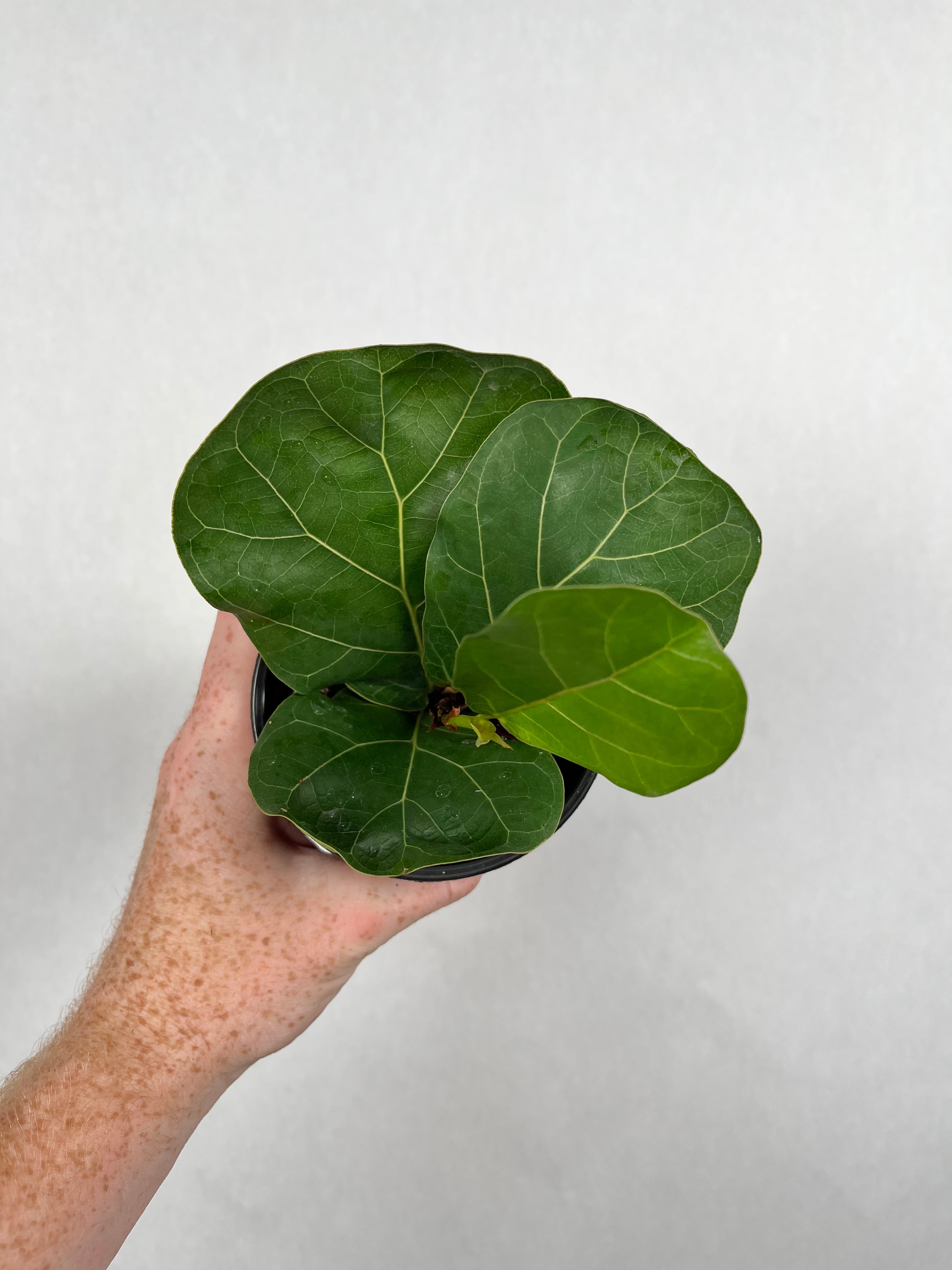 Ficus Lyrata (Fiddle Leaf Fig)