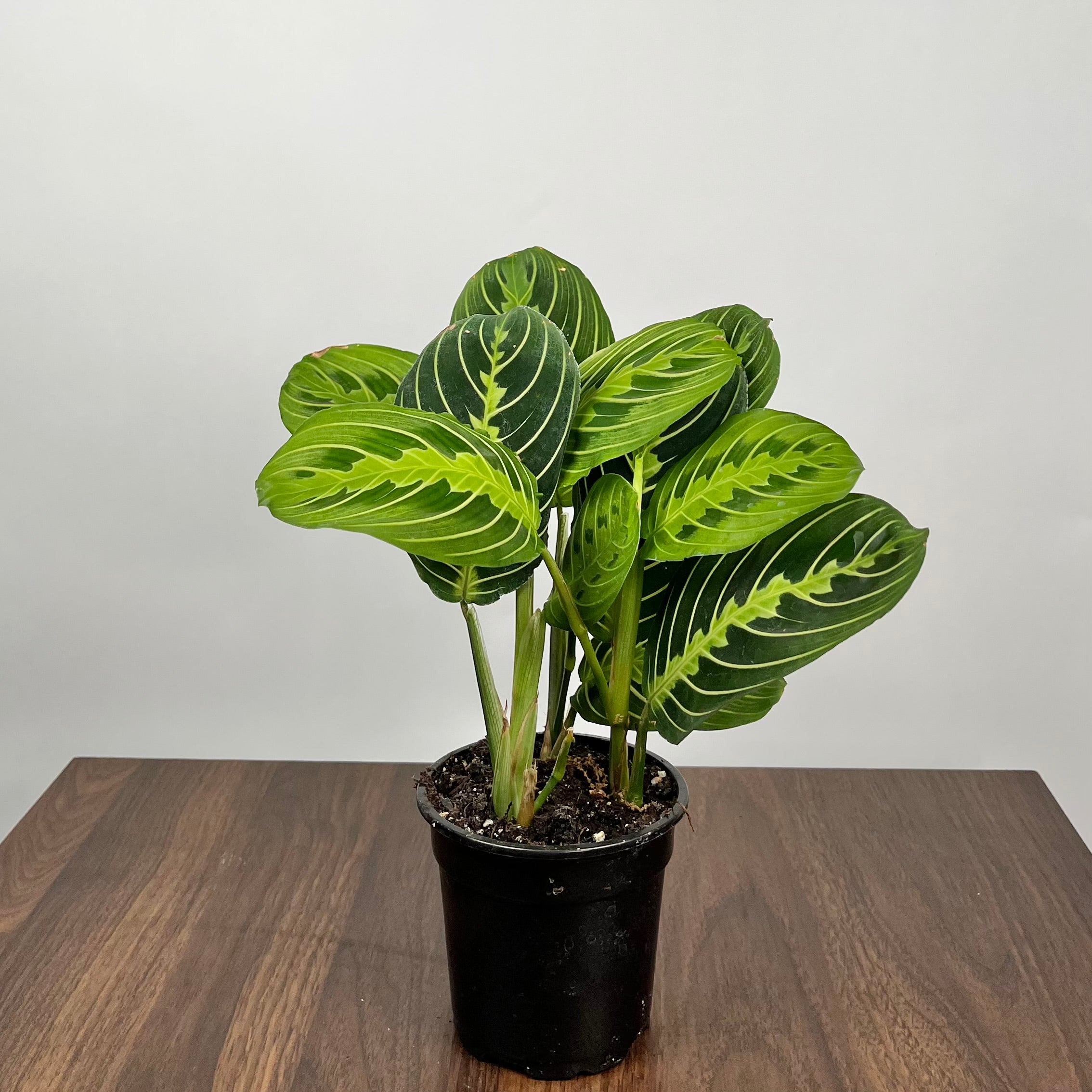 Maranta Lemon Lime Prayer