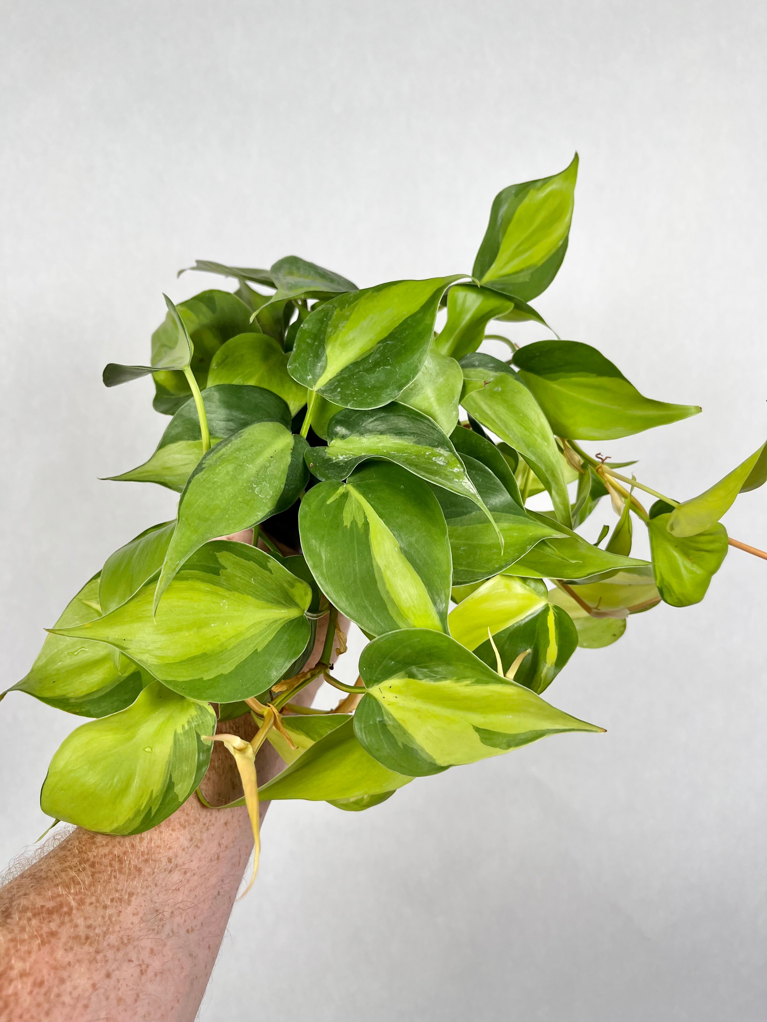 Philodendron Brasil
