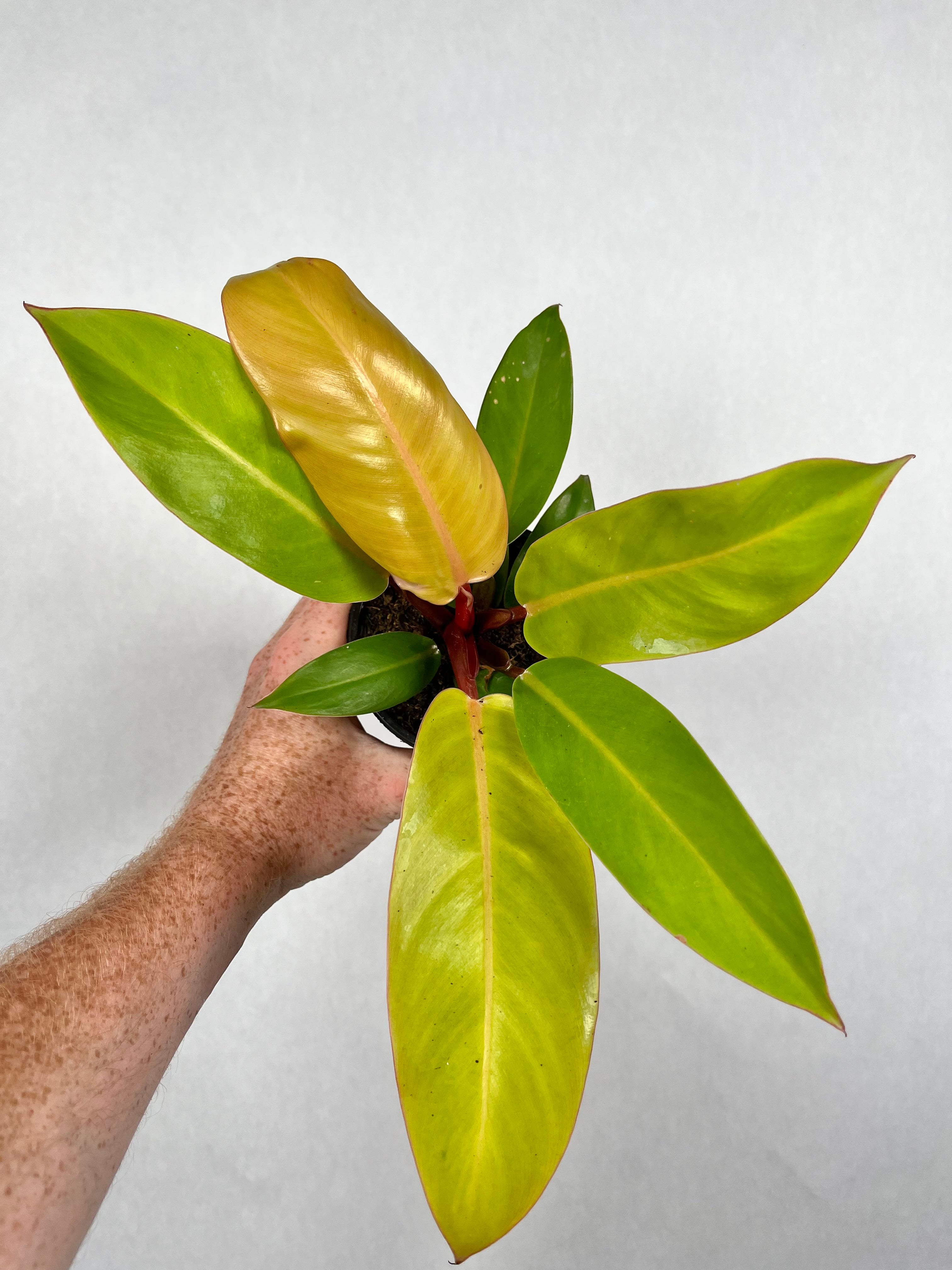 Philodendron Prince of Orange
