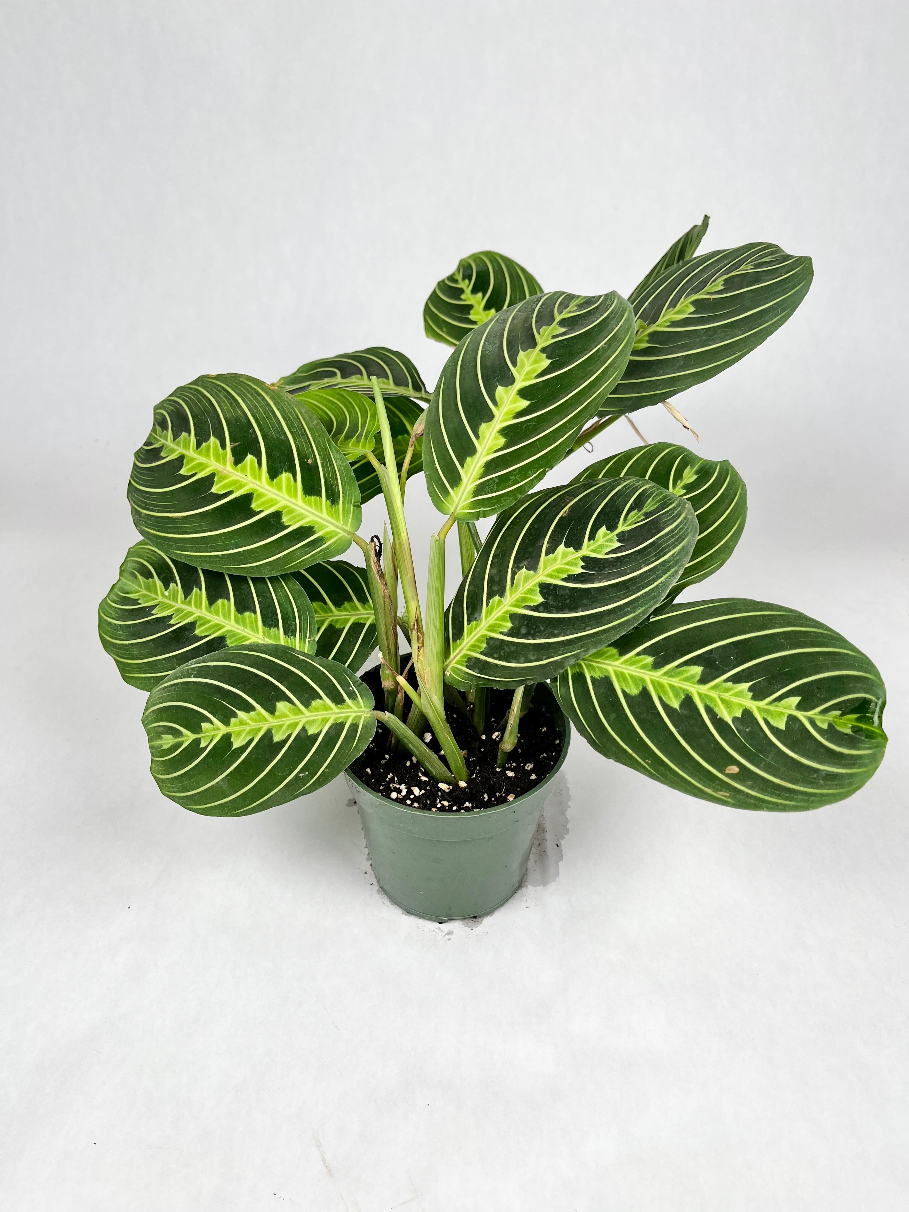 4" Prayer Plant Lemon Lime