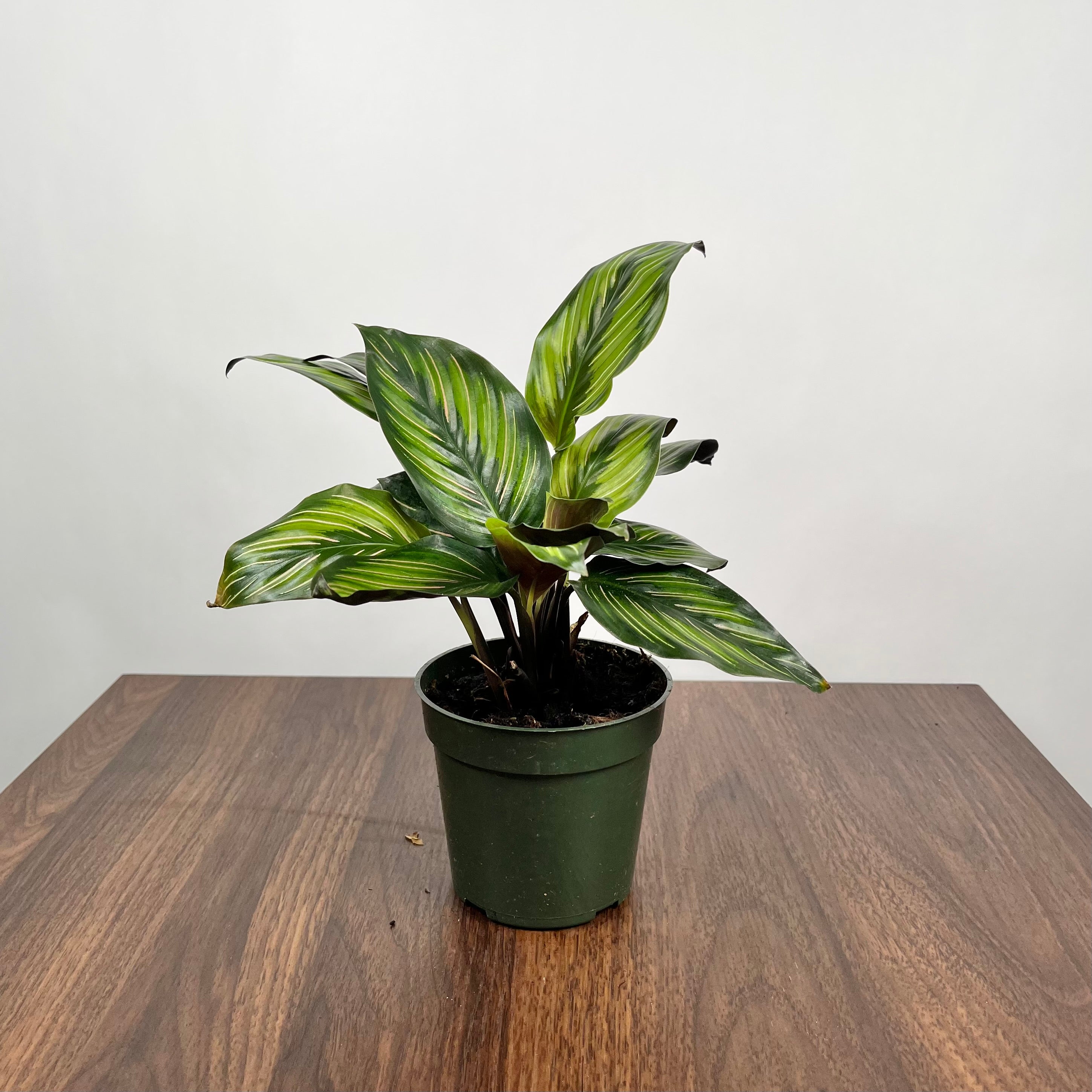 Calathea Beauty Star
