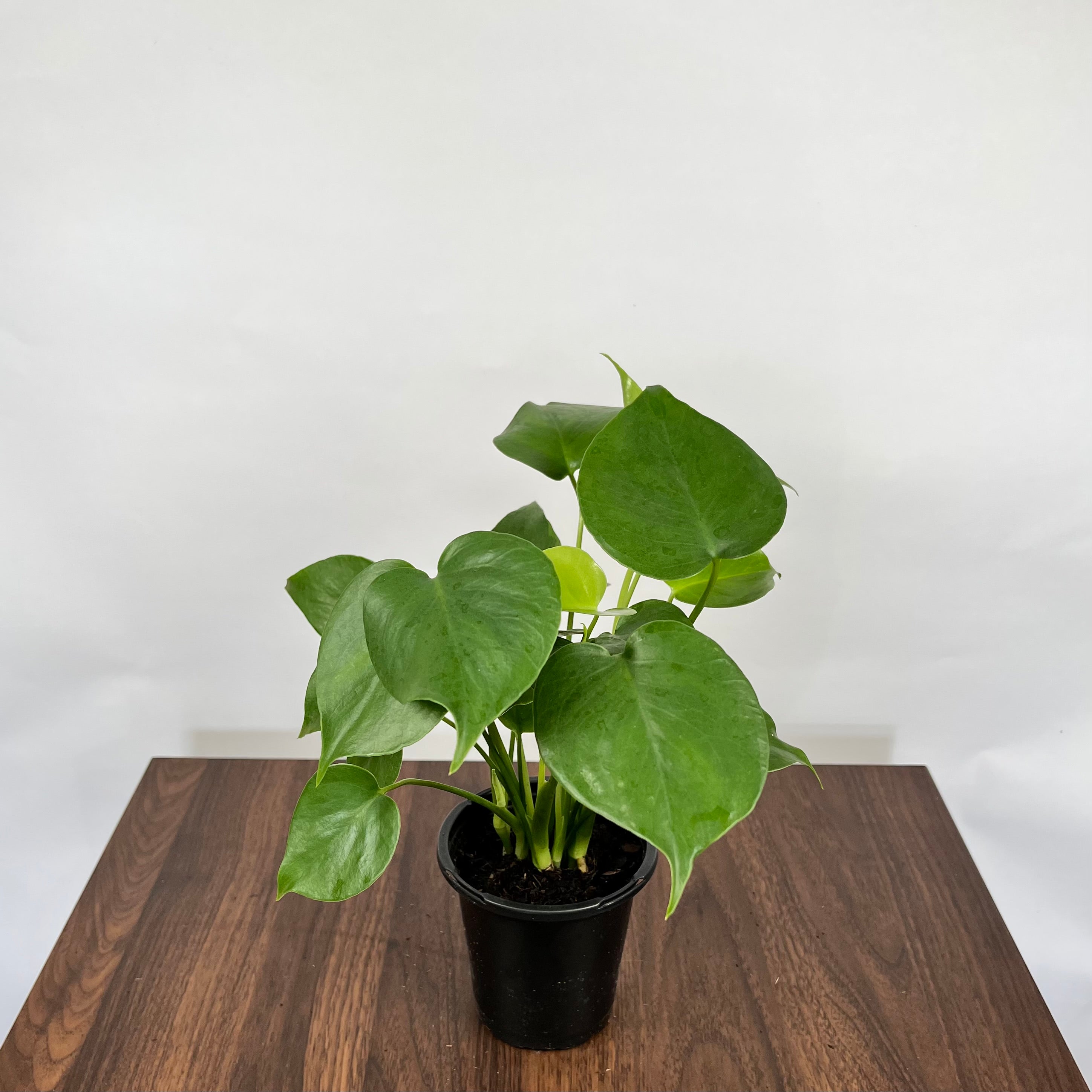 Monstera Deliciosa