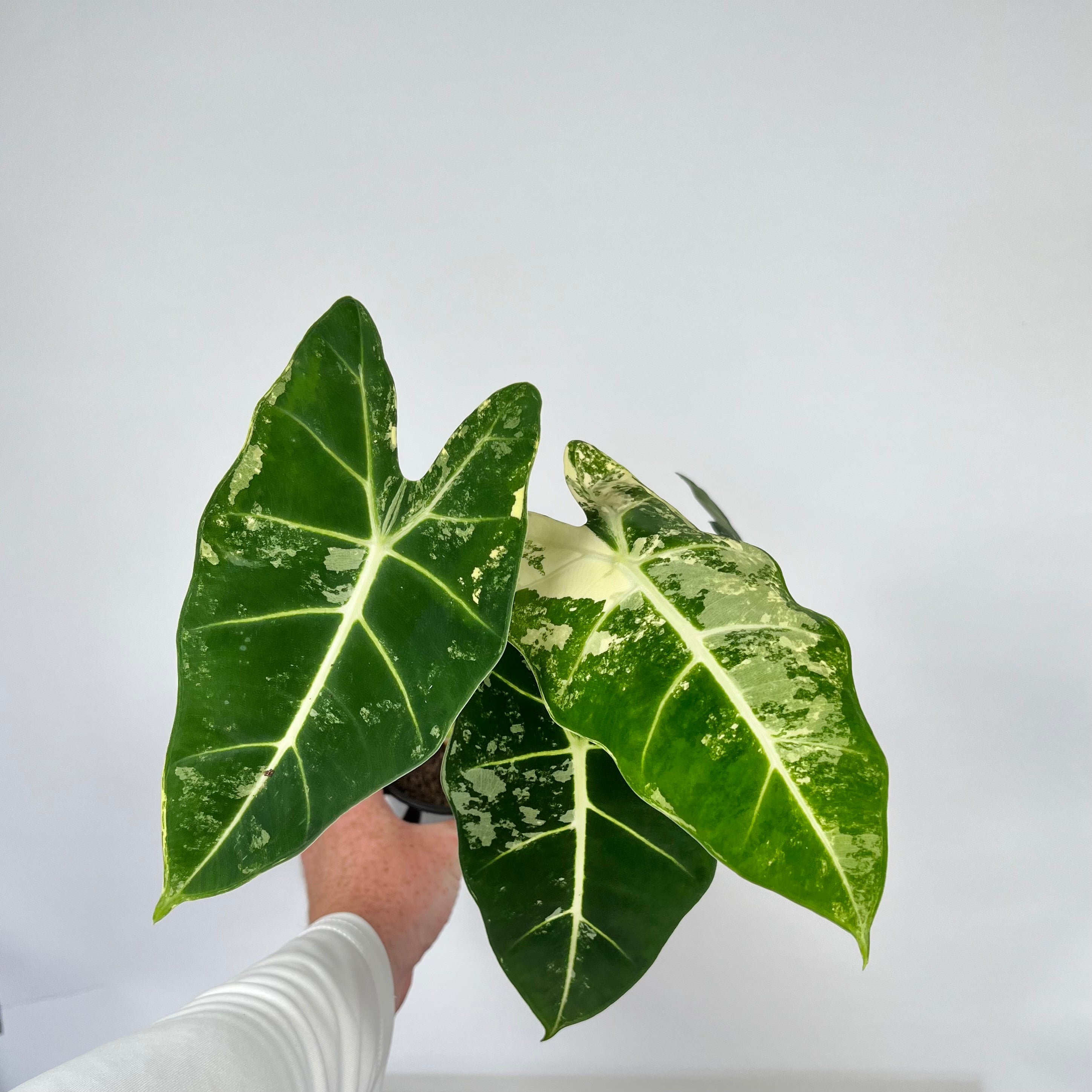 4" Alocasia Frydek Variegated