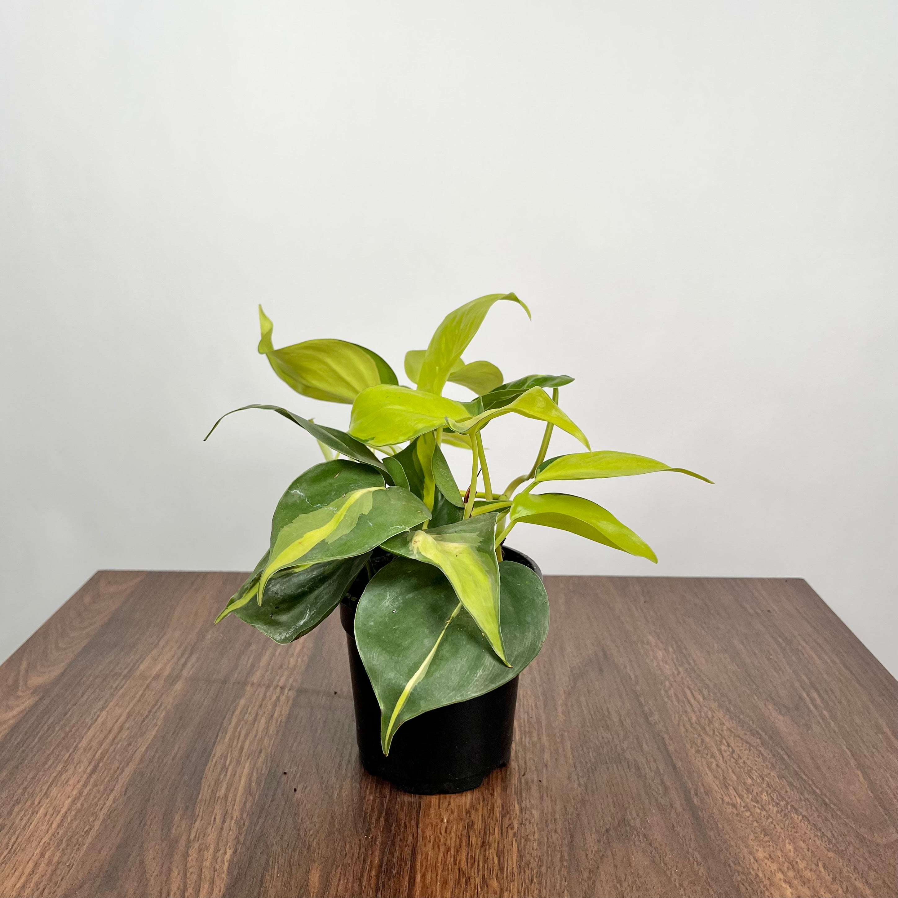Philodendron Brasil