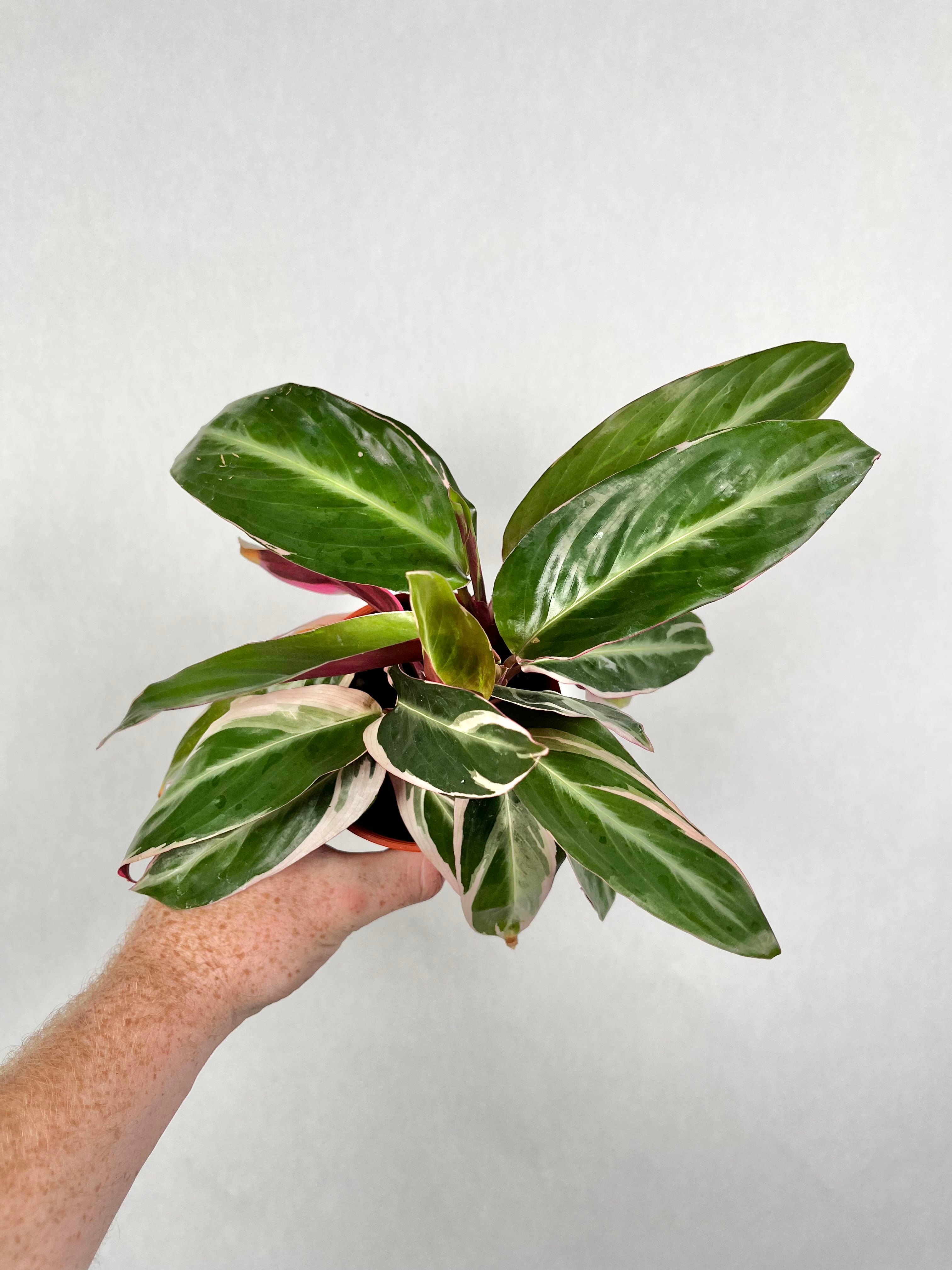 Stromanthe Triostar