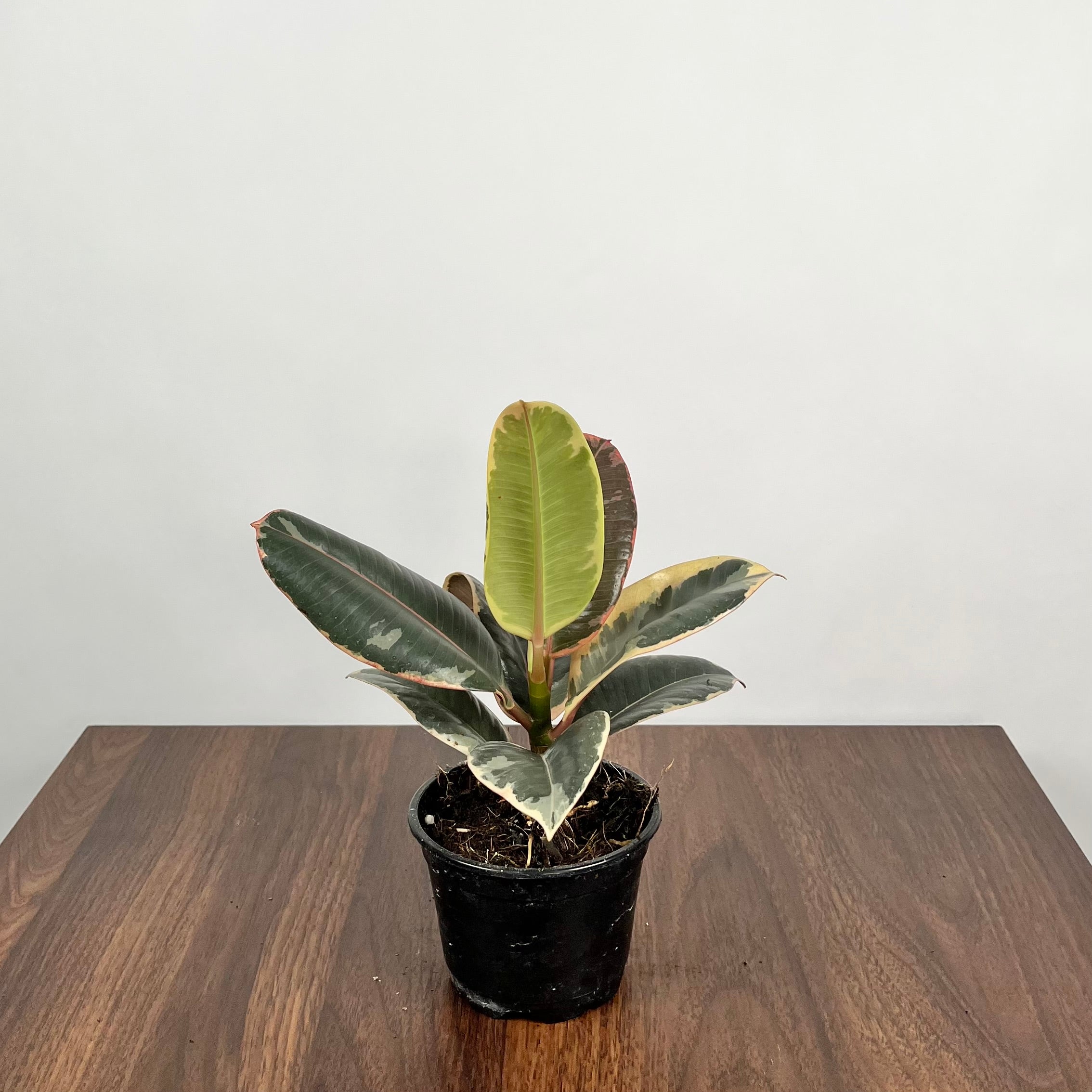 Ficus Tineke Rubber