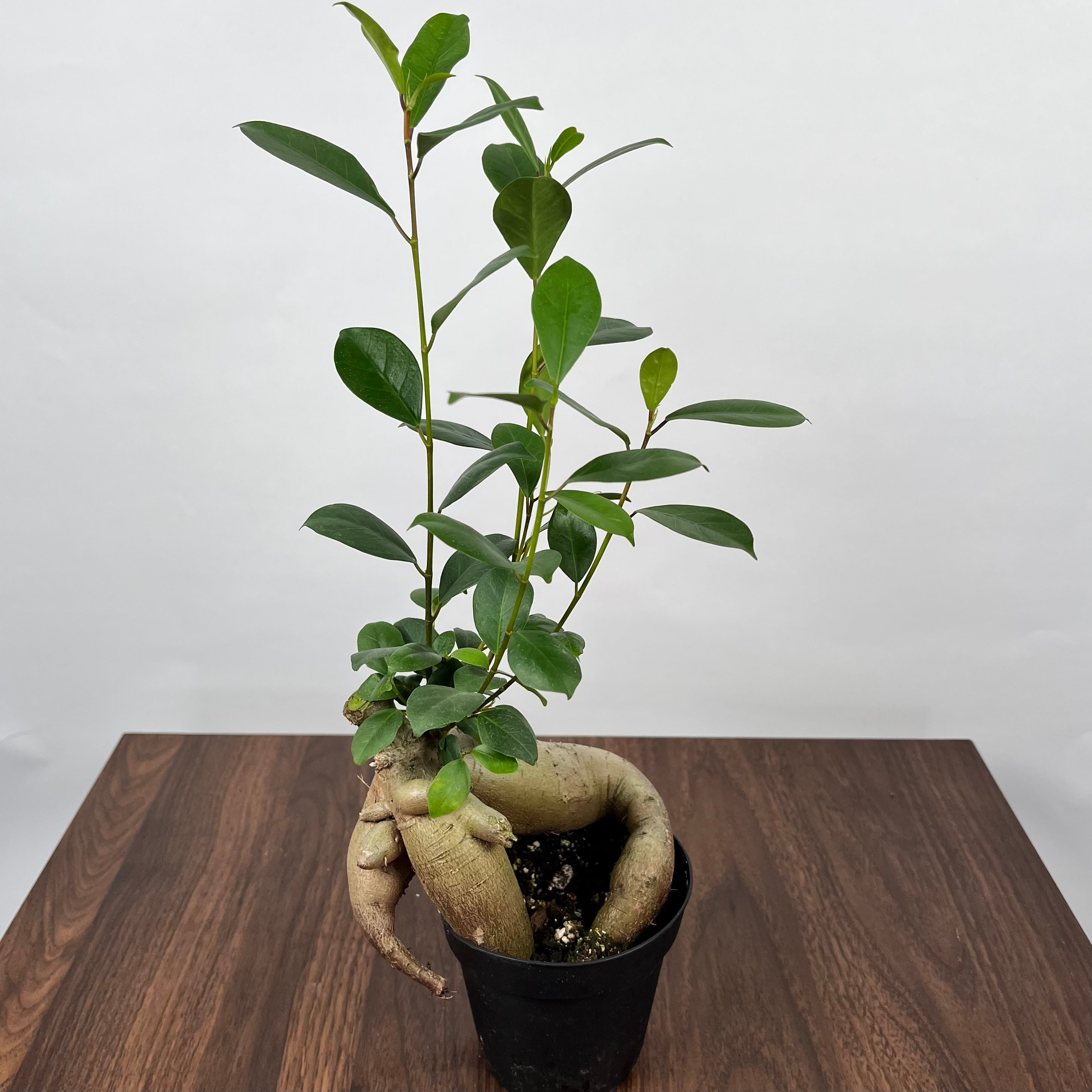 Ficus Ginseng