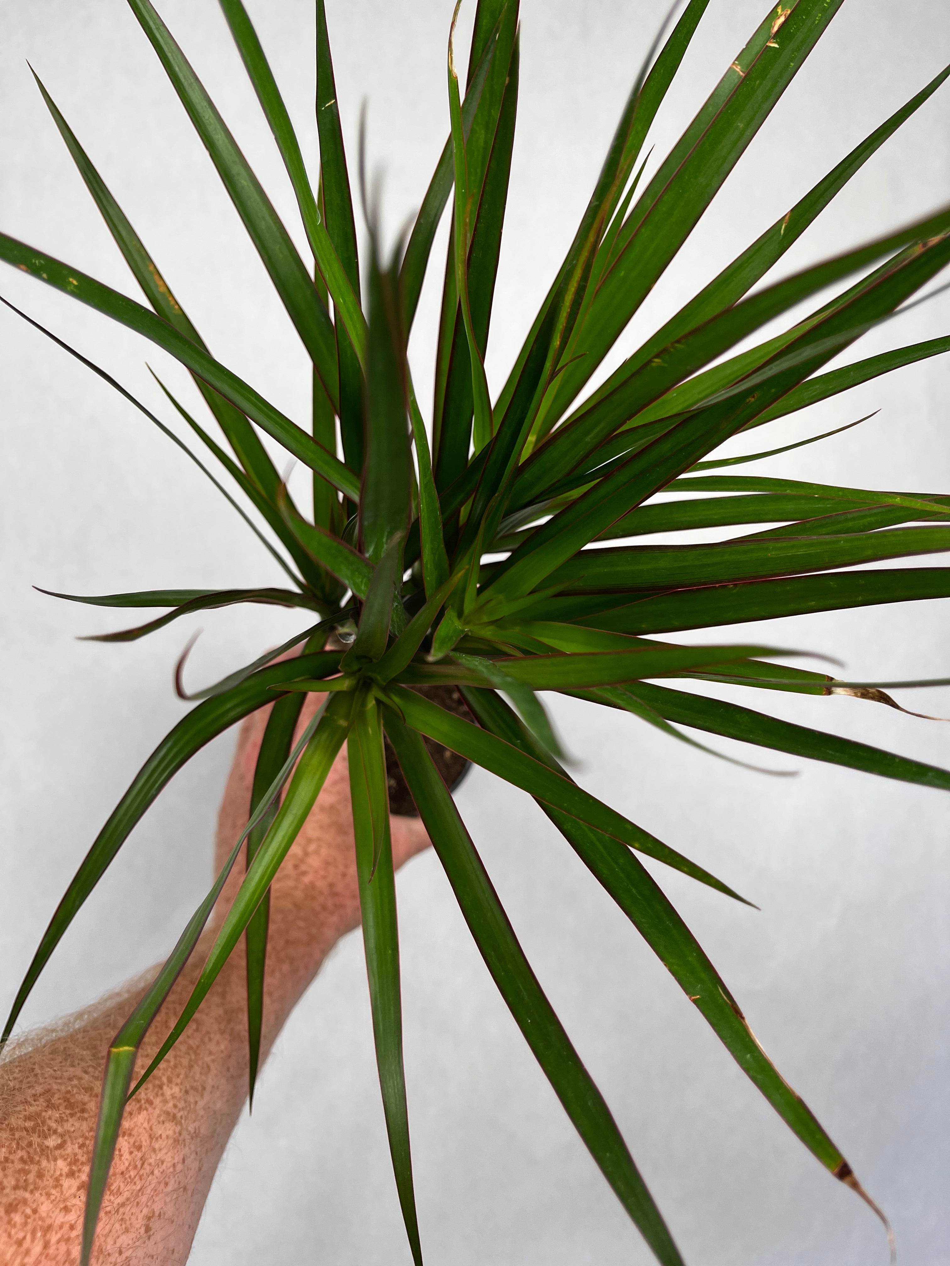 Dracaena Magenta