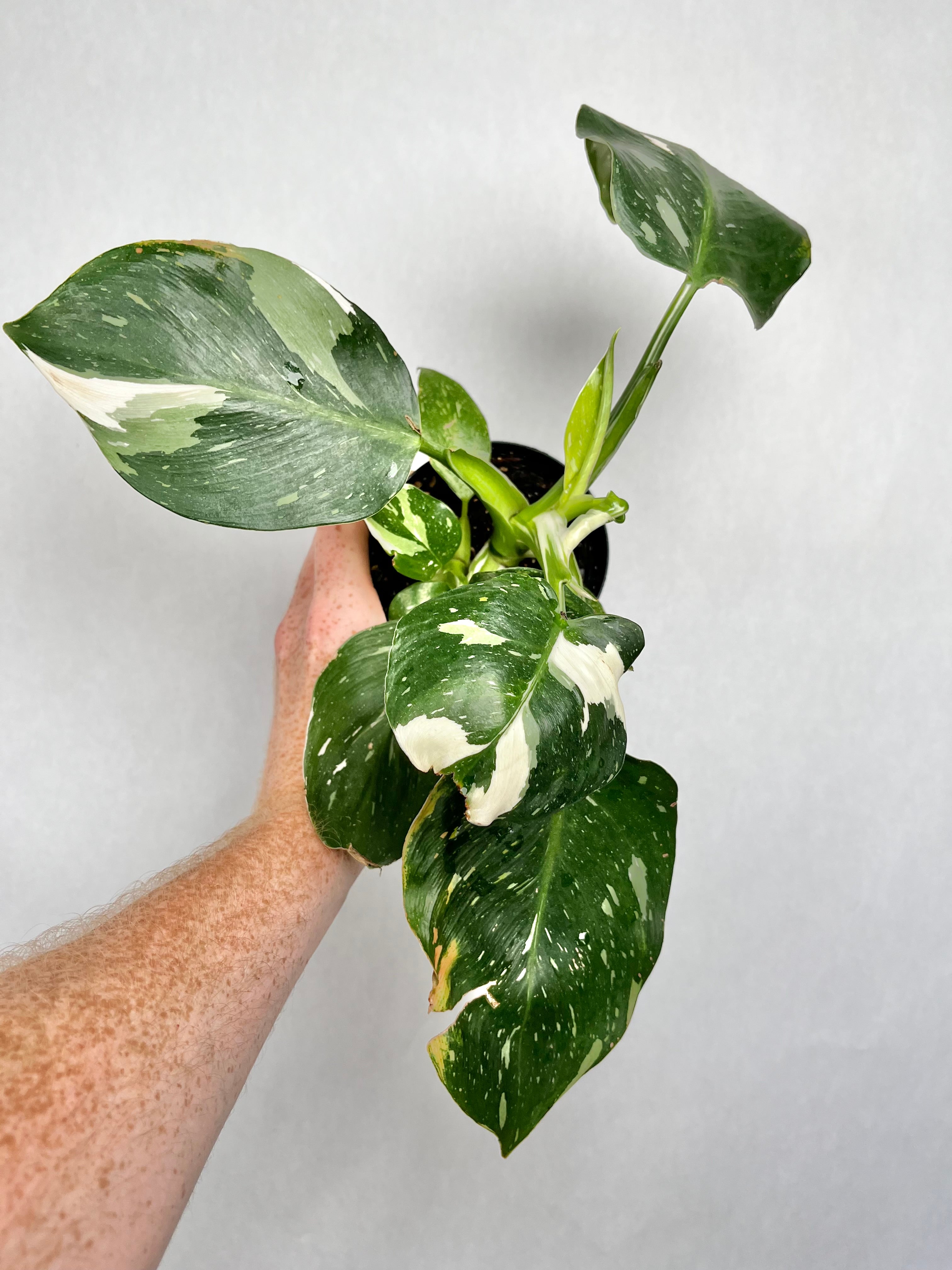 Philodendron White Wizard
