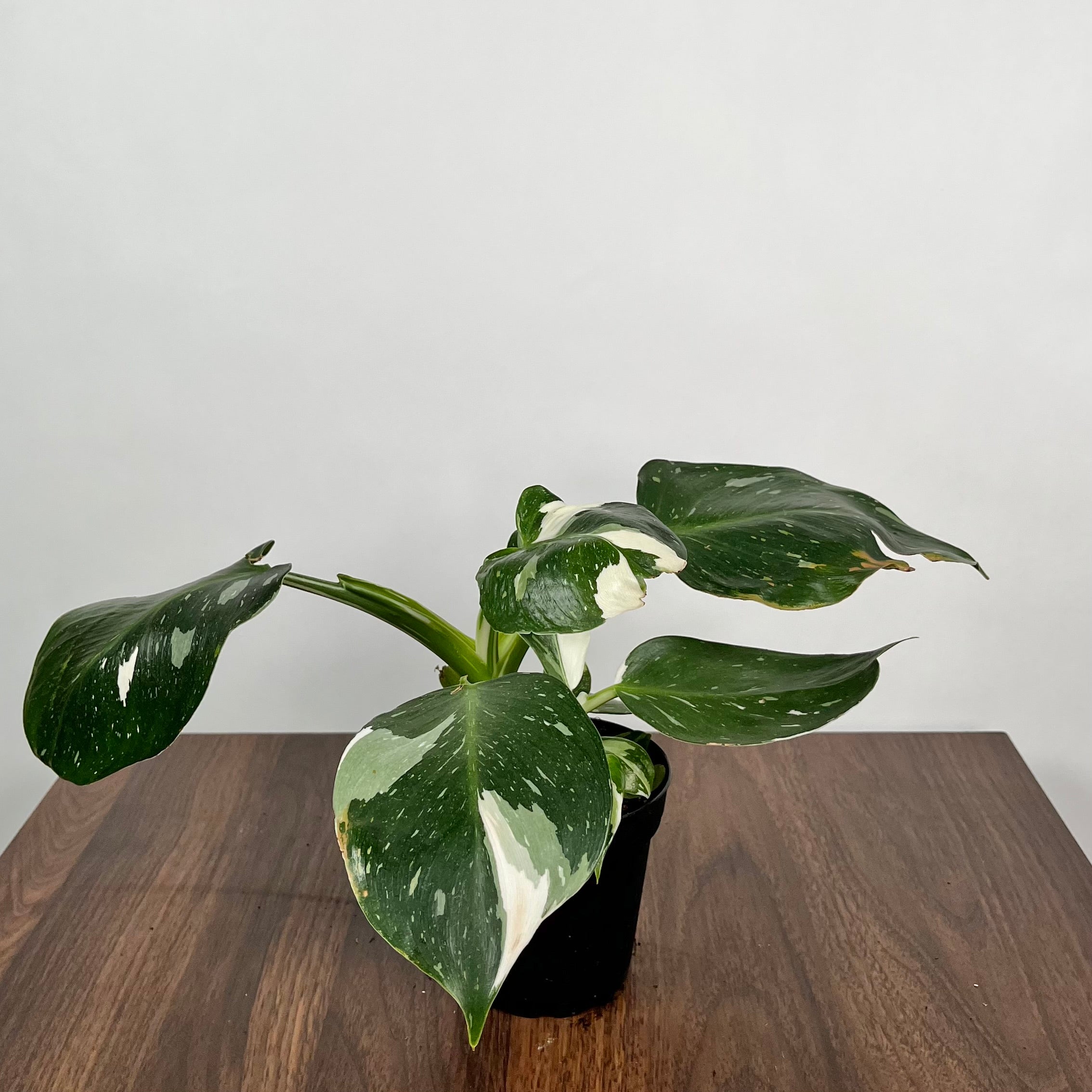 Philodendron White Wizard