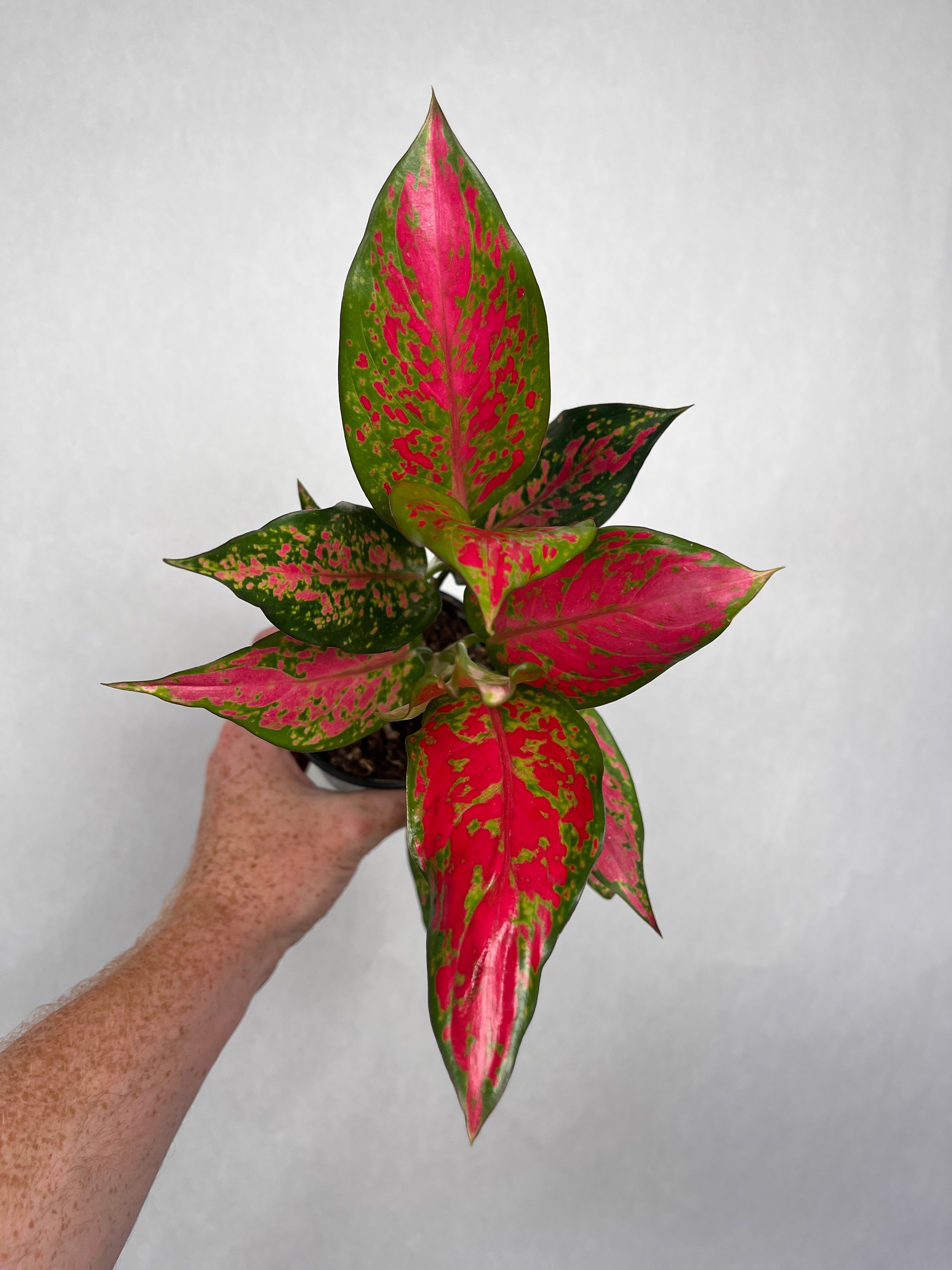 Aglaonema Pink Hybrid