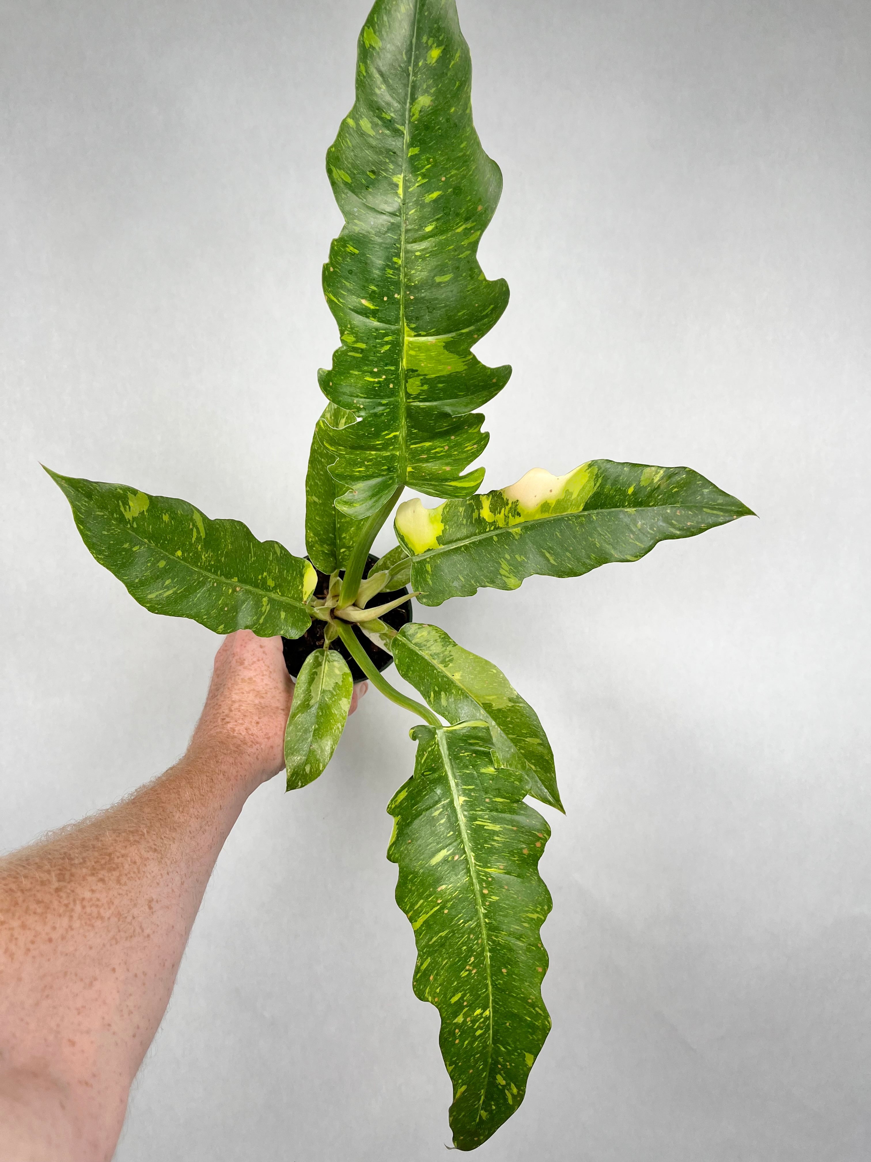 Philodendron Ring of Fire