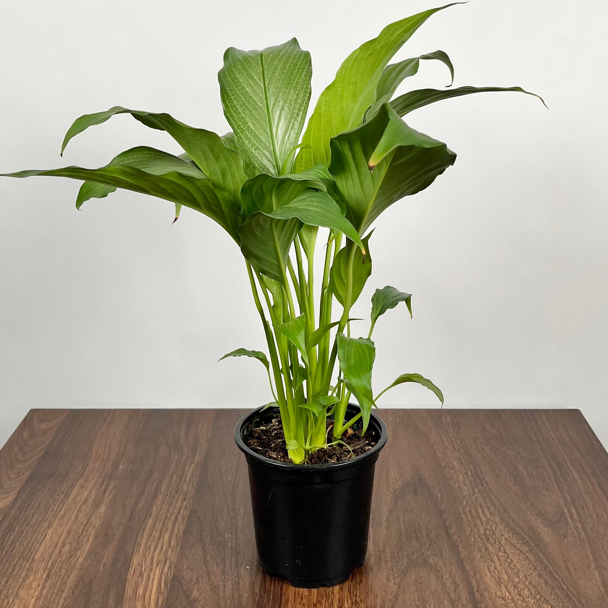 Spathiphyllum Platinum
