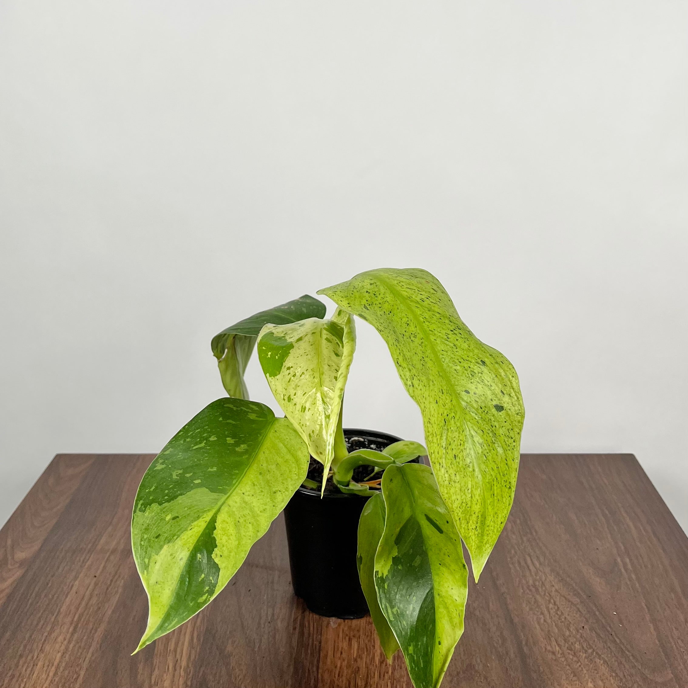 Philodendron Jose Bueno