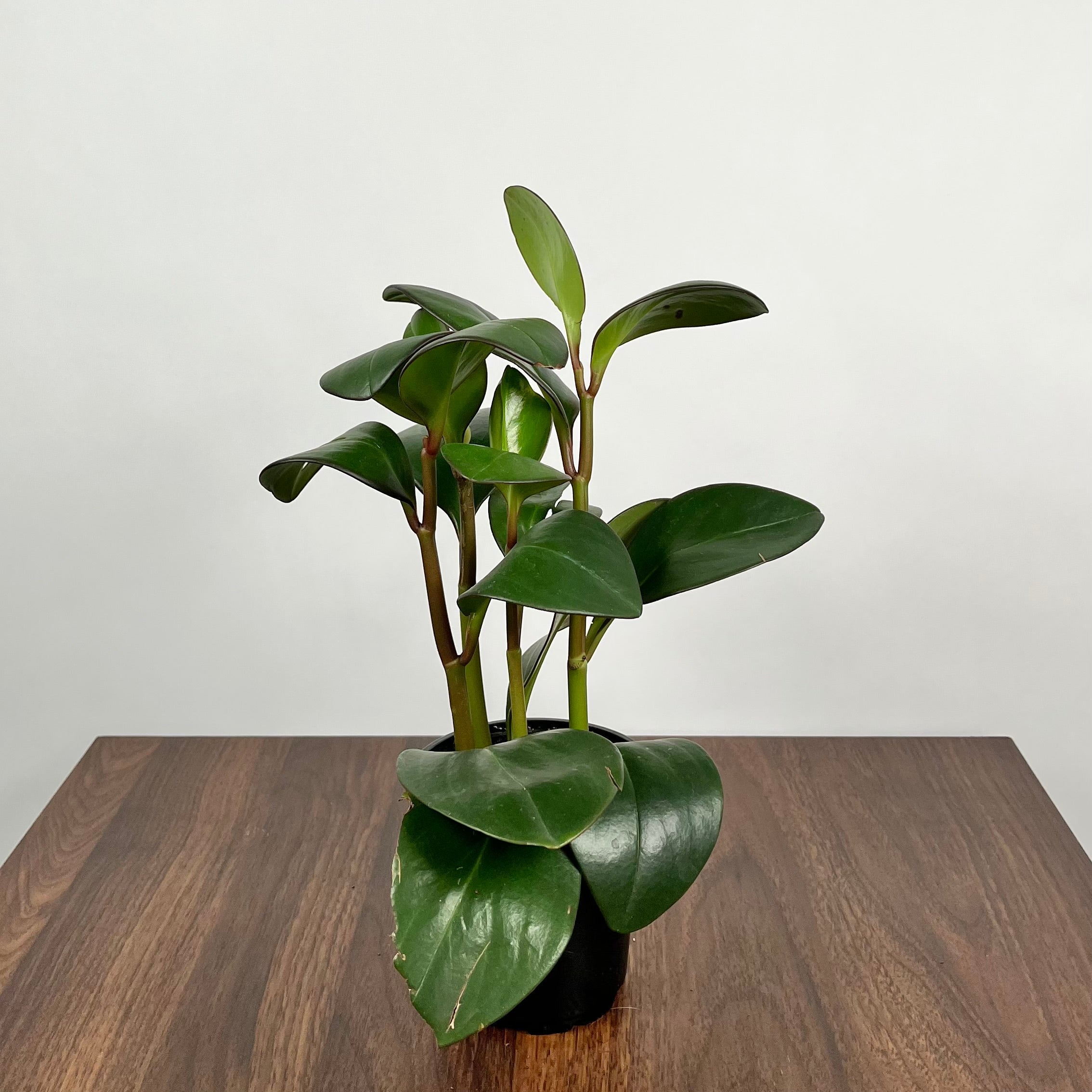 Peperomia Red Edge