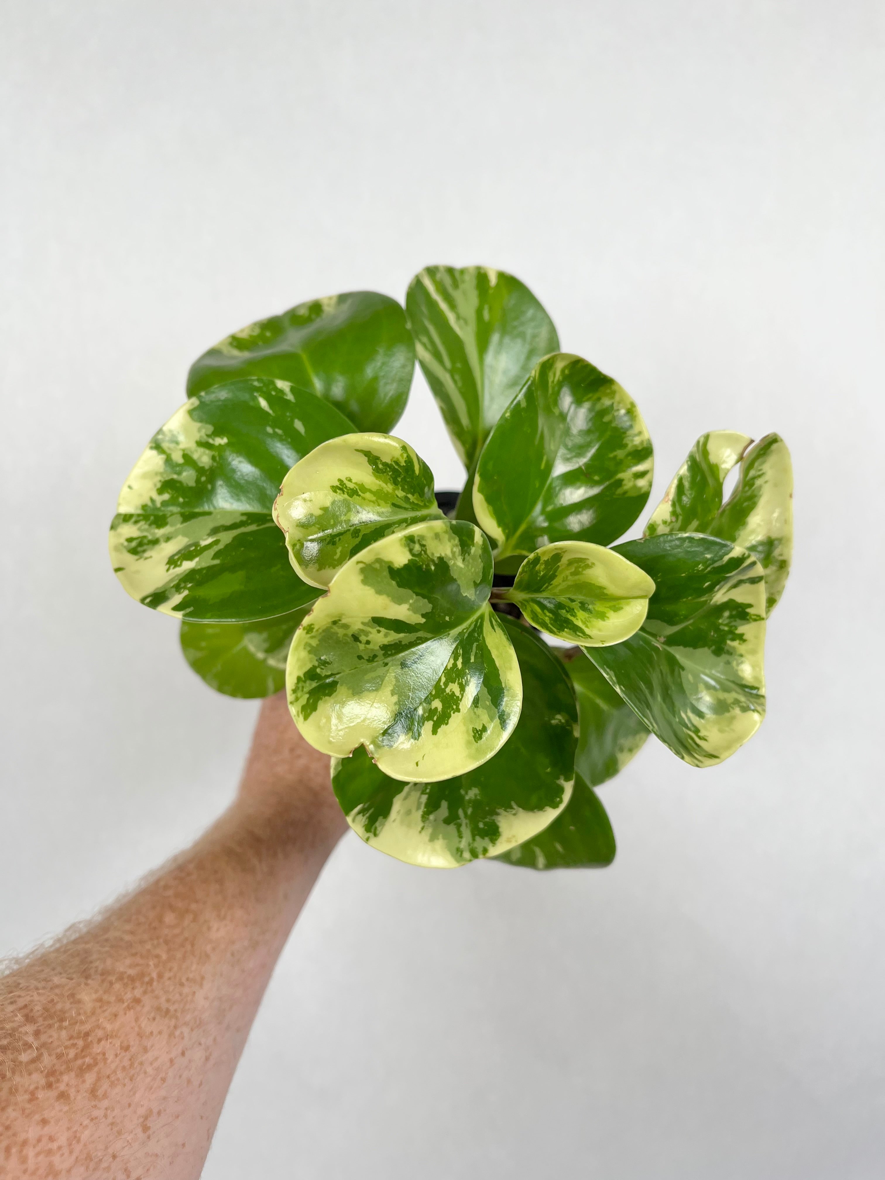 Peperomia Marble