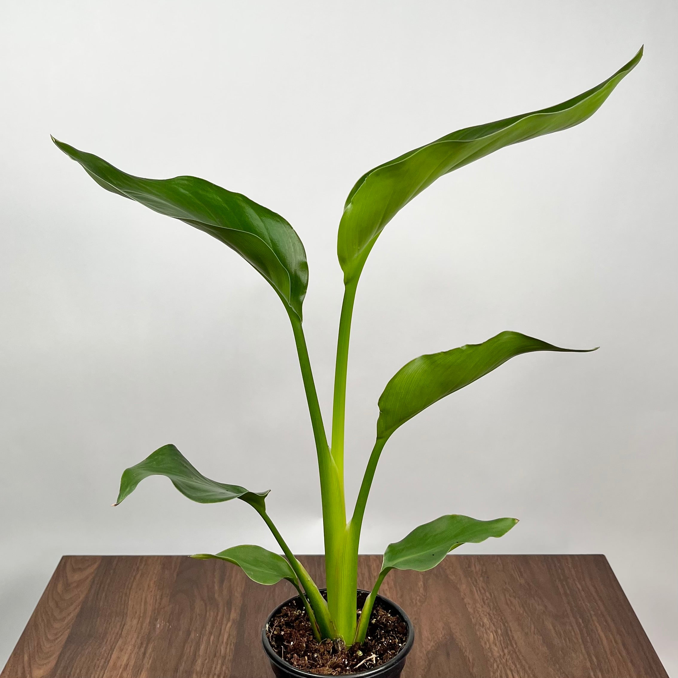 4" Bird of Paradise