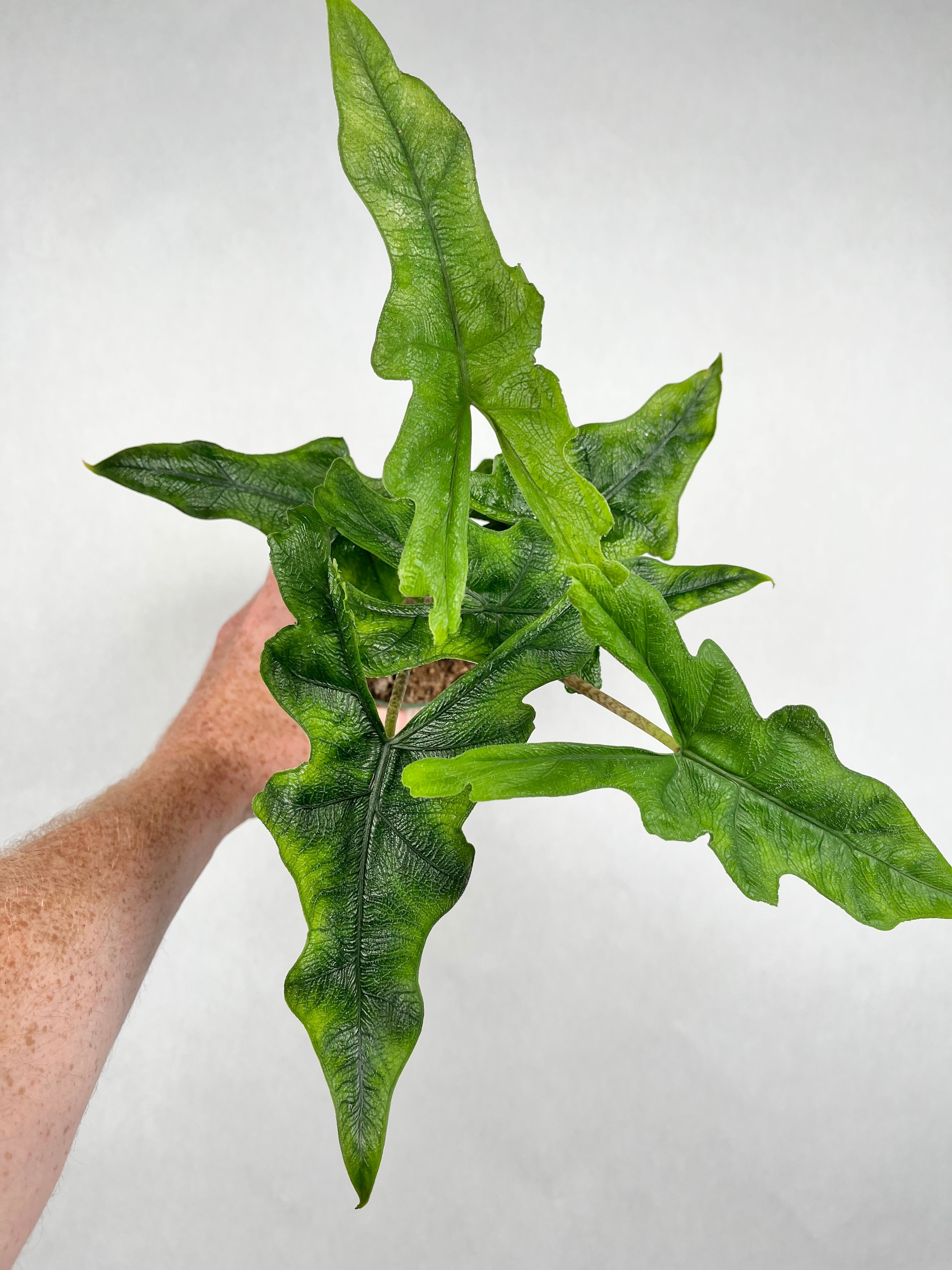 Alocasia Jacklyn