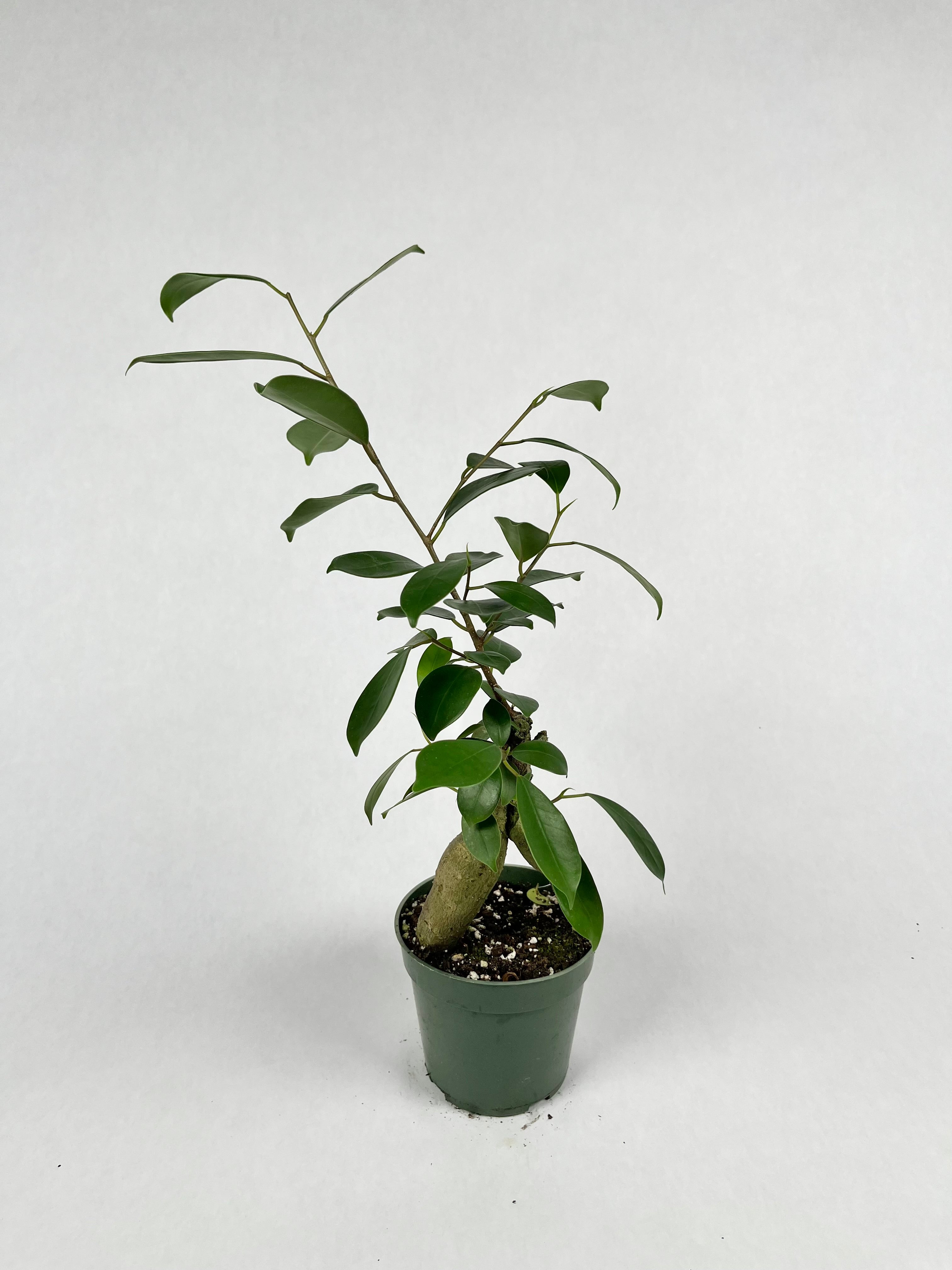 4" Ficus Ginseng