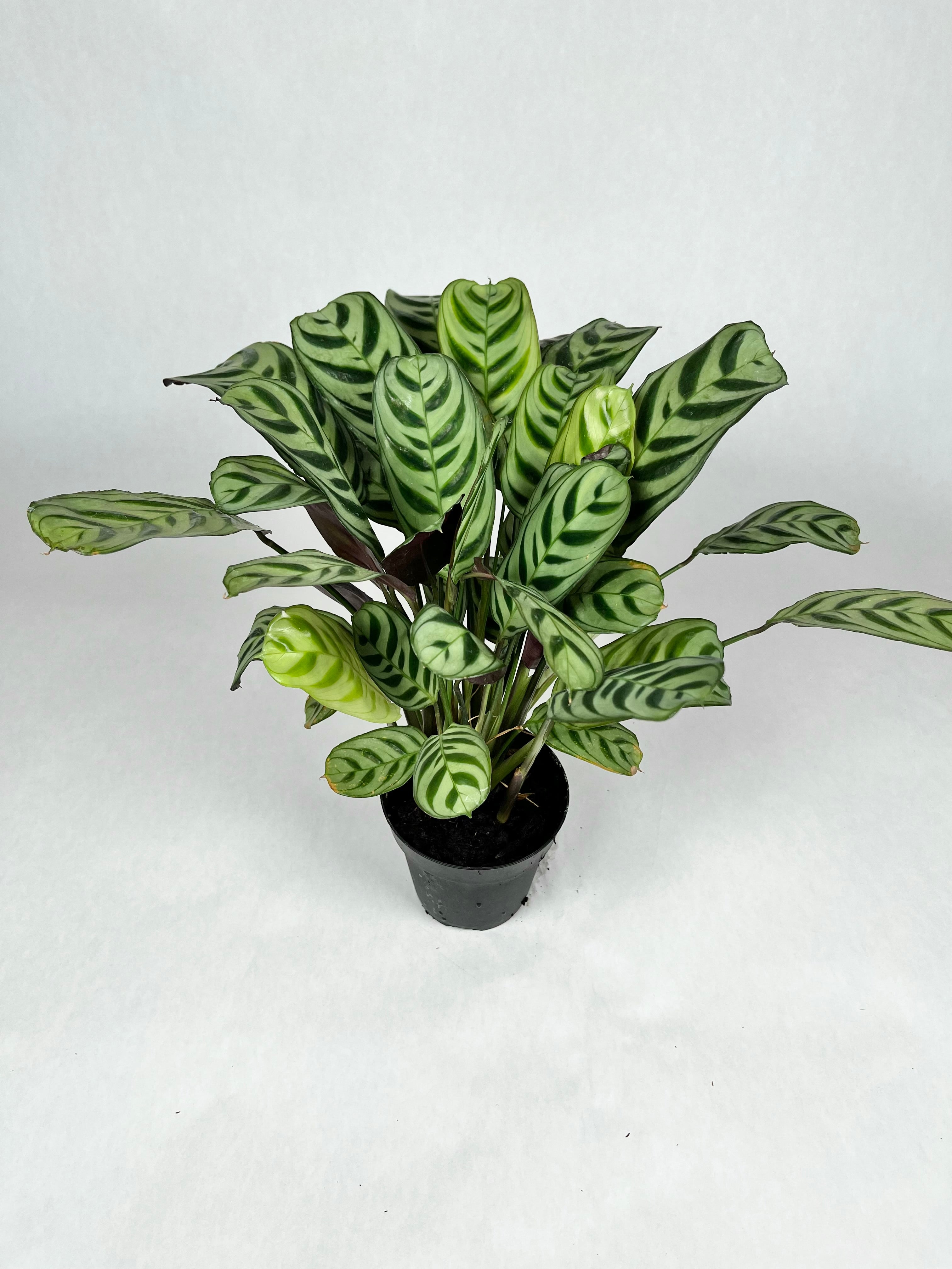 4" Calathea Fishbone