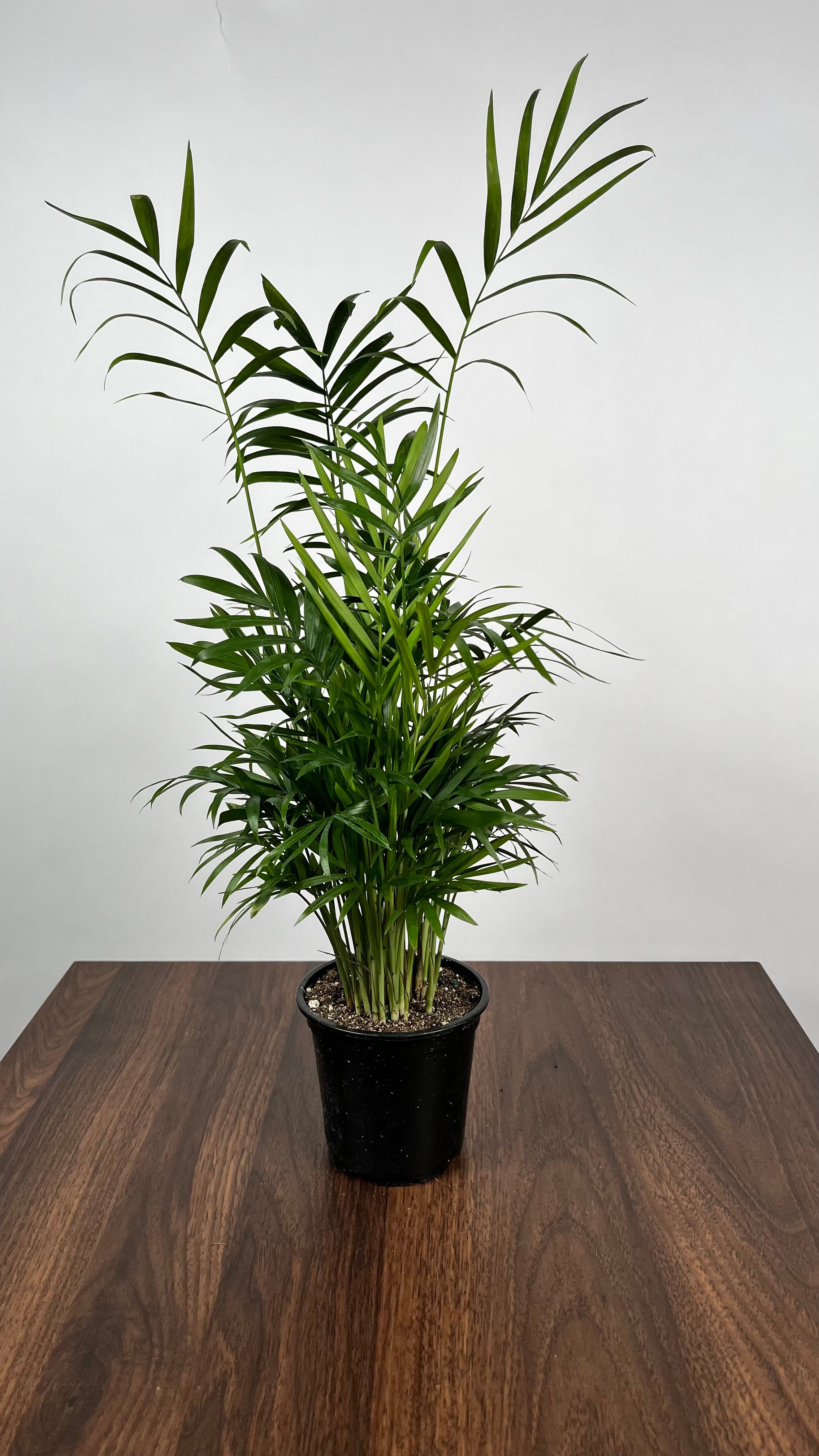 Neanthe Bella Palm