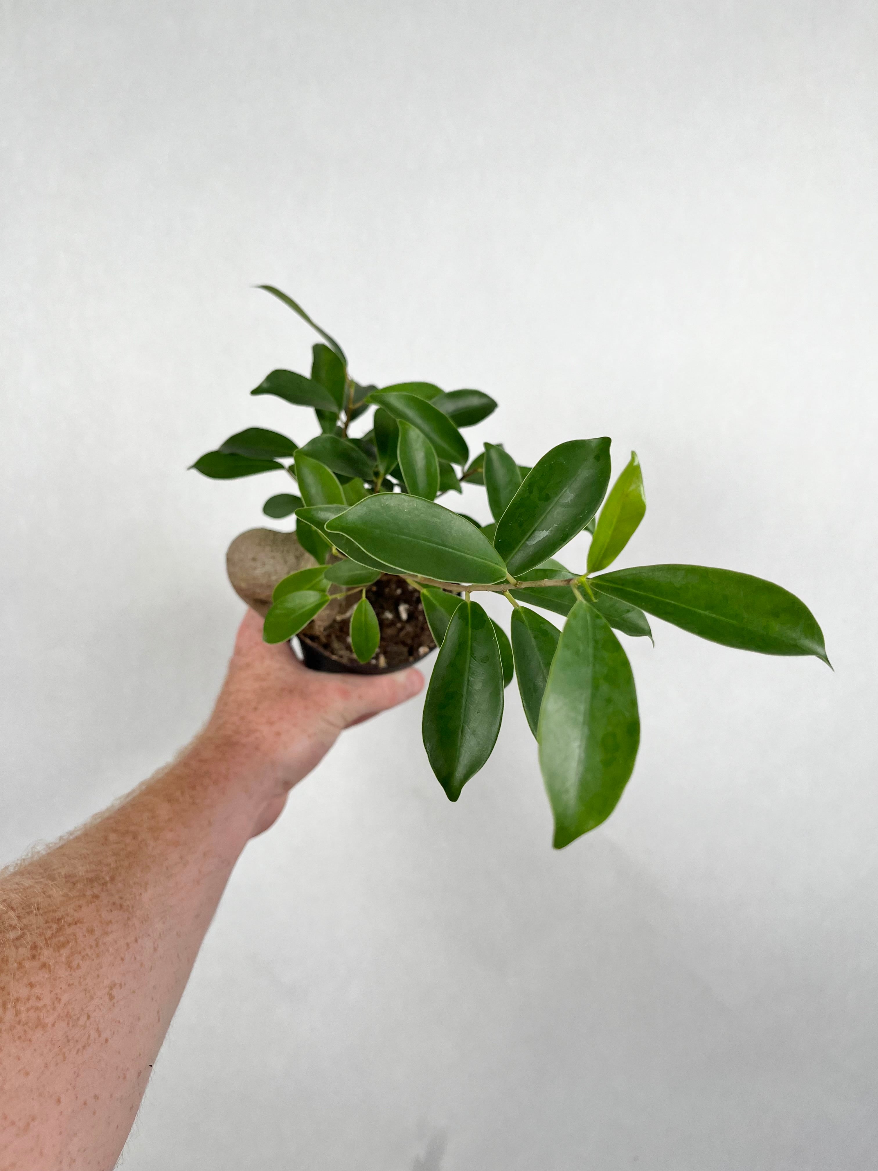 Ficus Ginseng