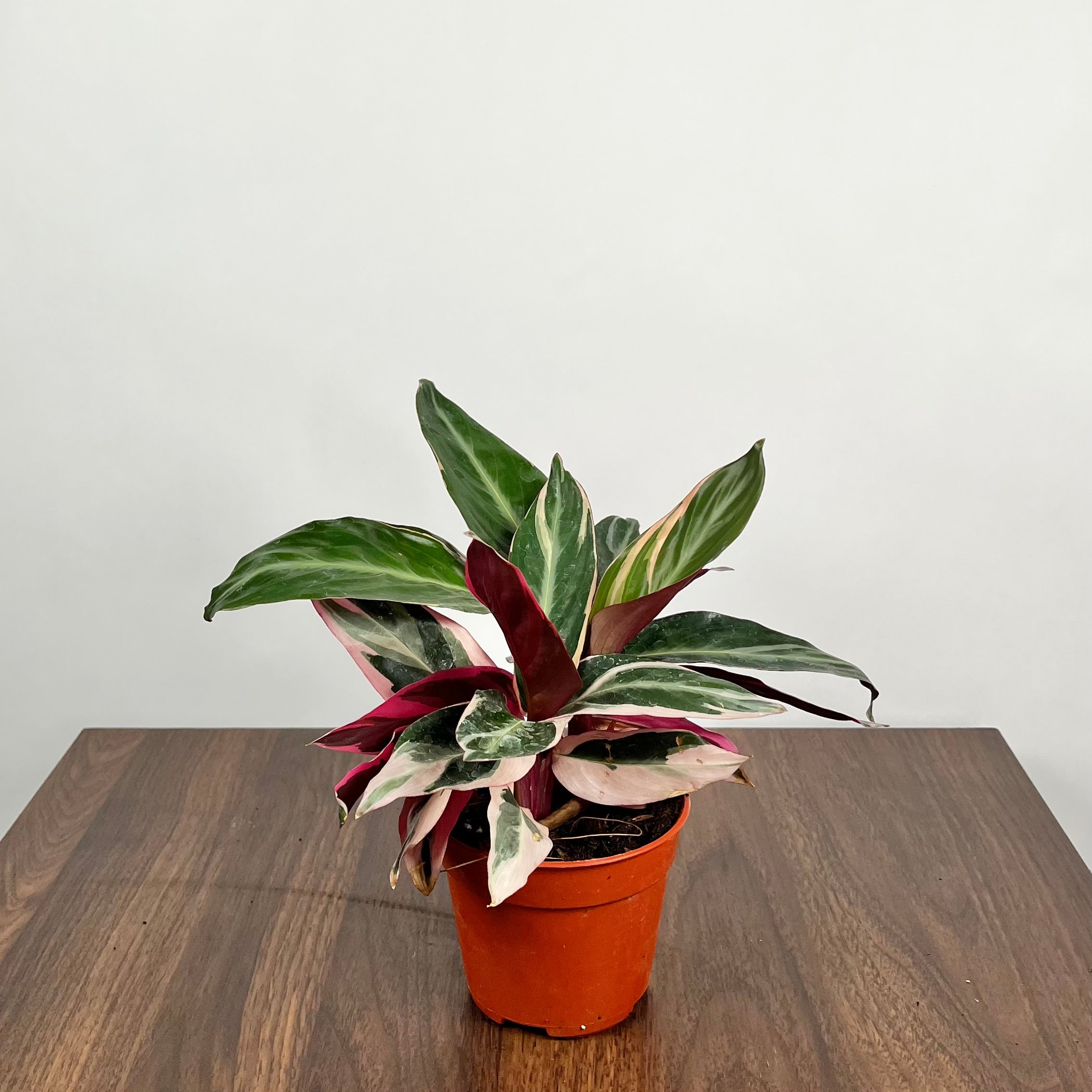Stromanthe Triostar