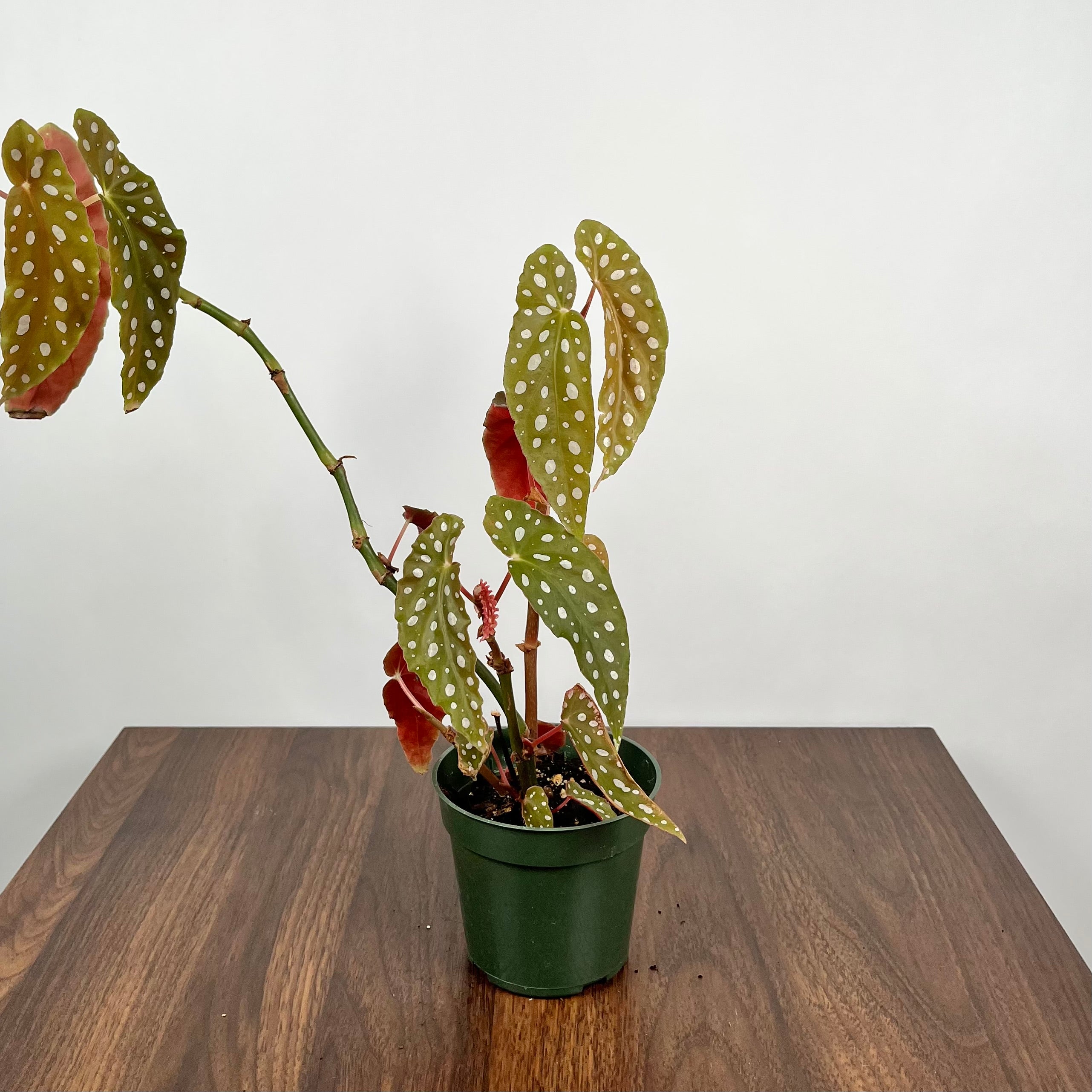 Begonia Maculata