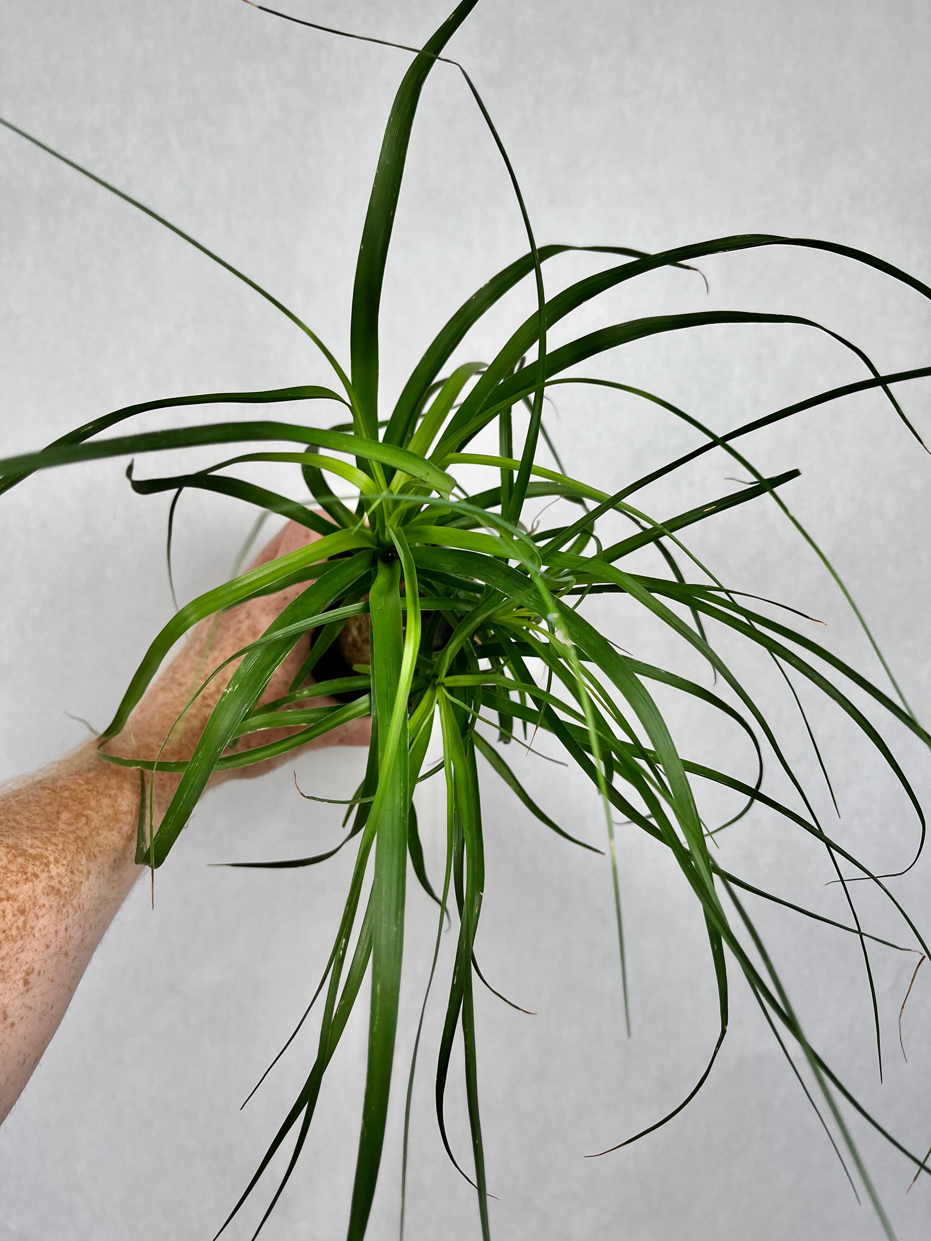 Ponytail Palm Stump