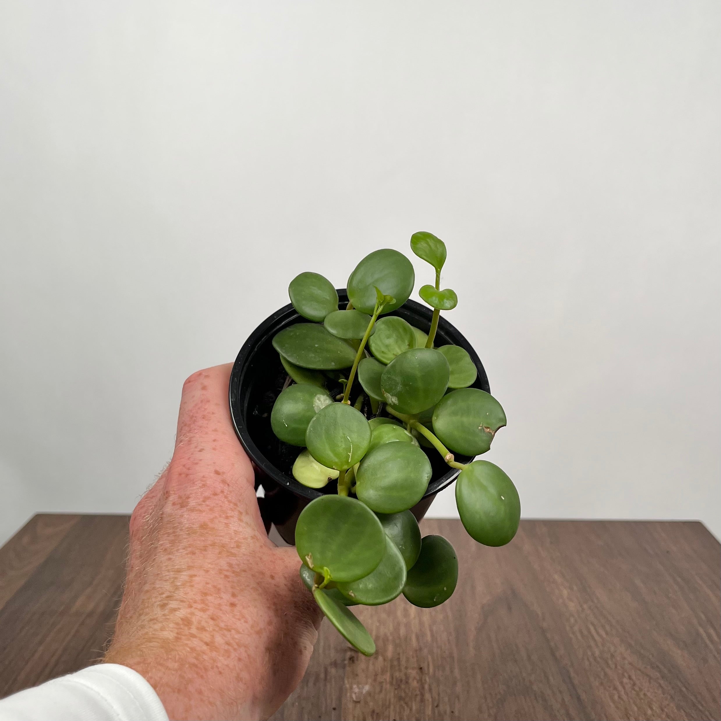 4" Peperomia Hope