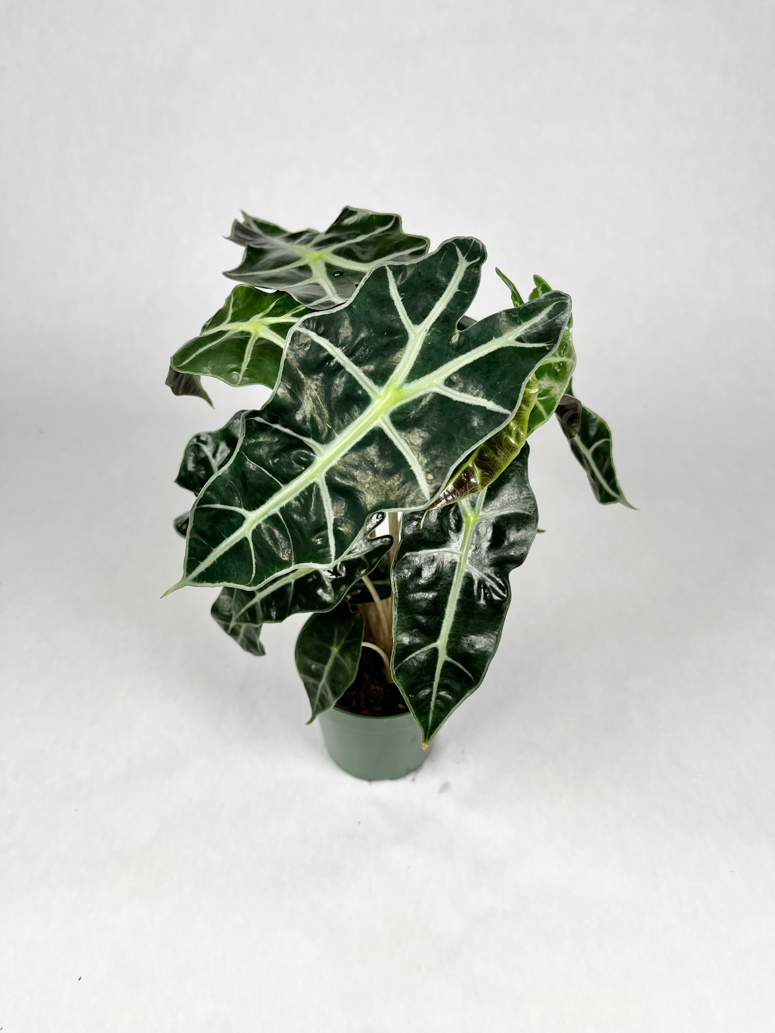 4" Alocasia Amazonica
