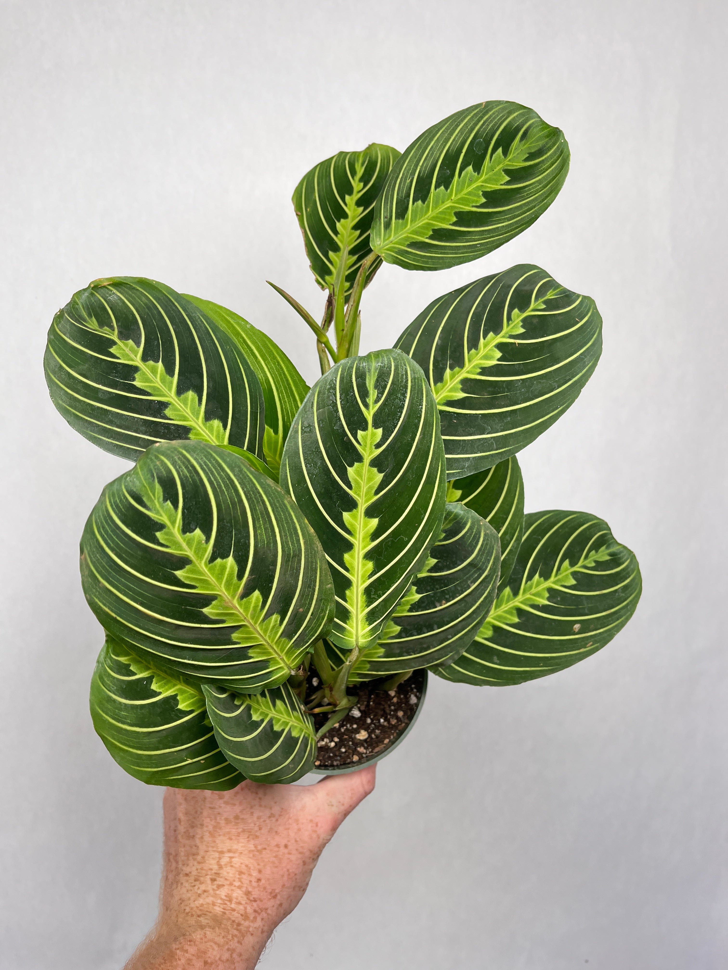 Maranta Lemon Lime Prayer