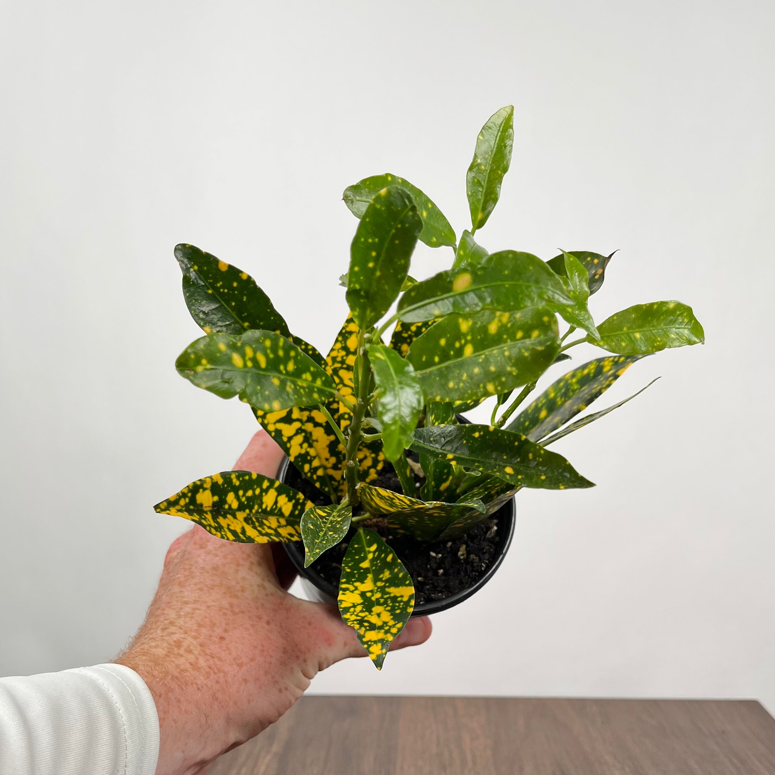 4" Croton Gold Dust