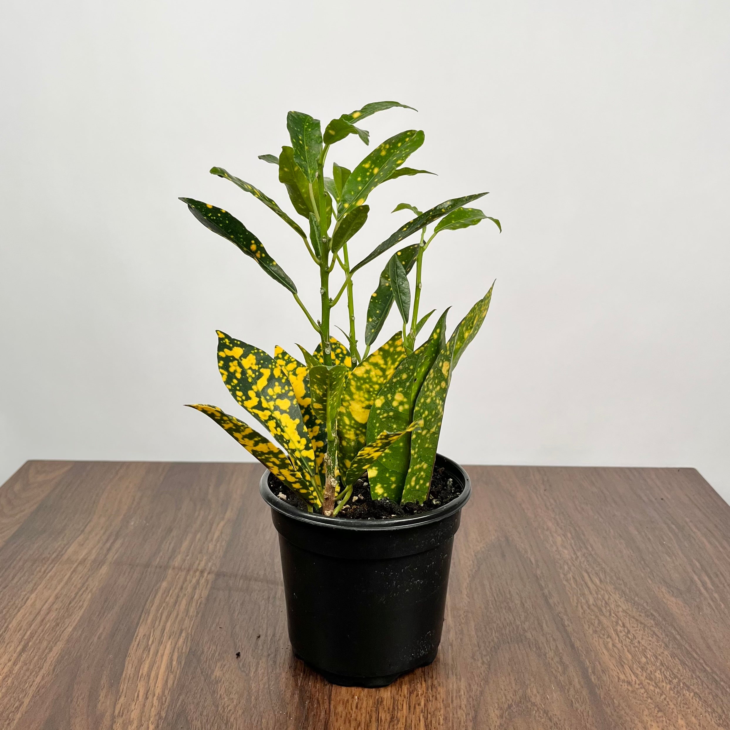 4" Croton Gold Dust