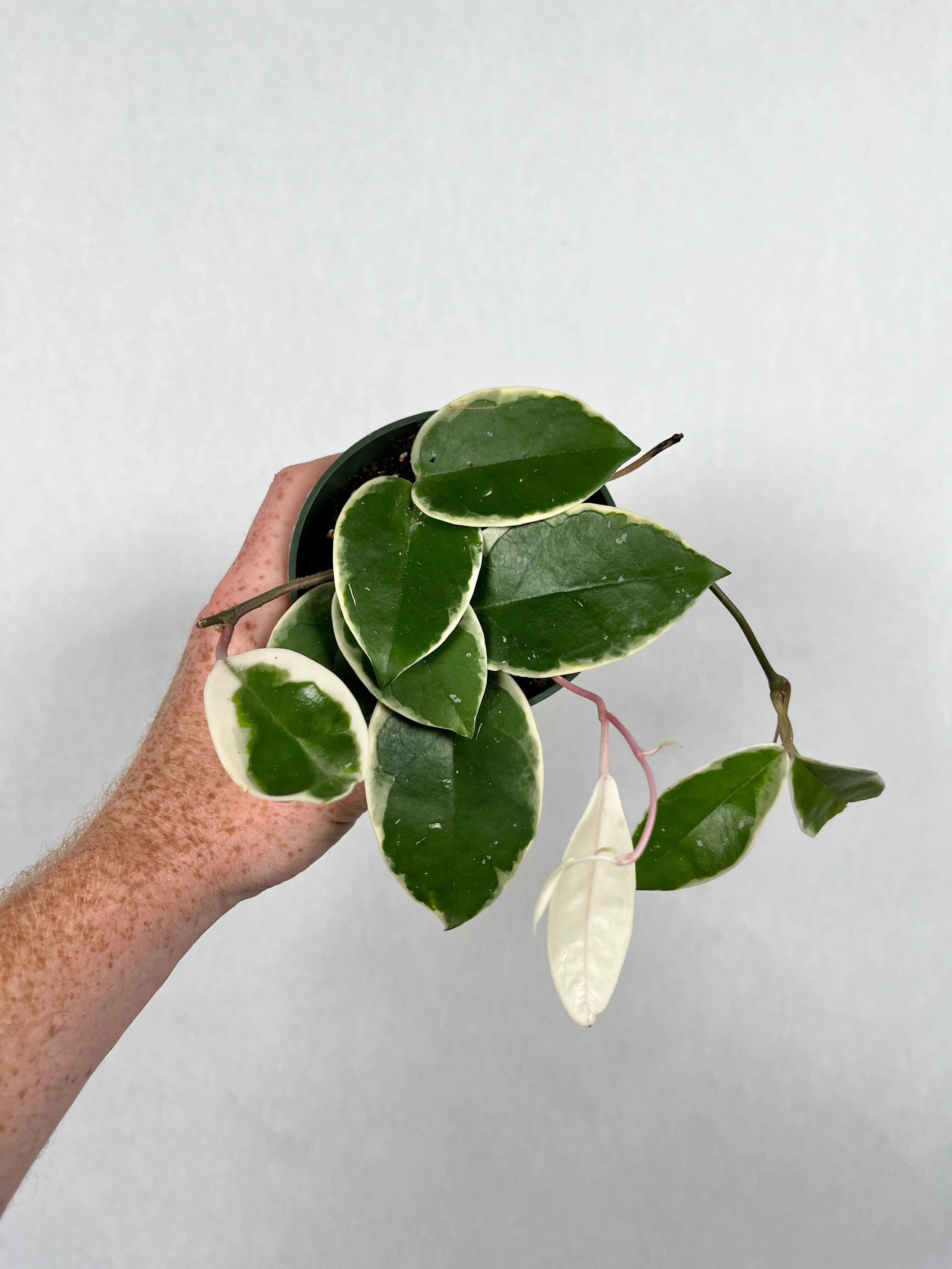 Hoya Carnosa