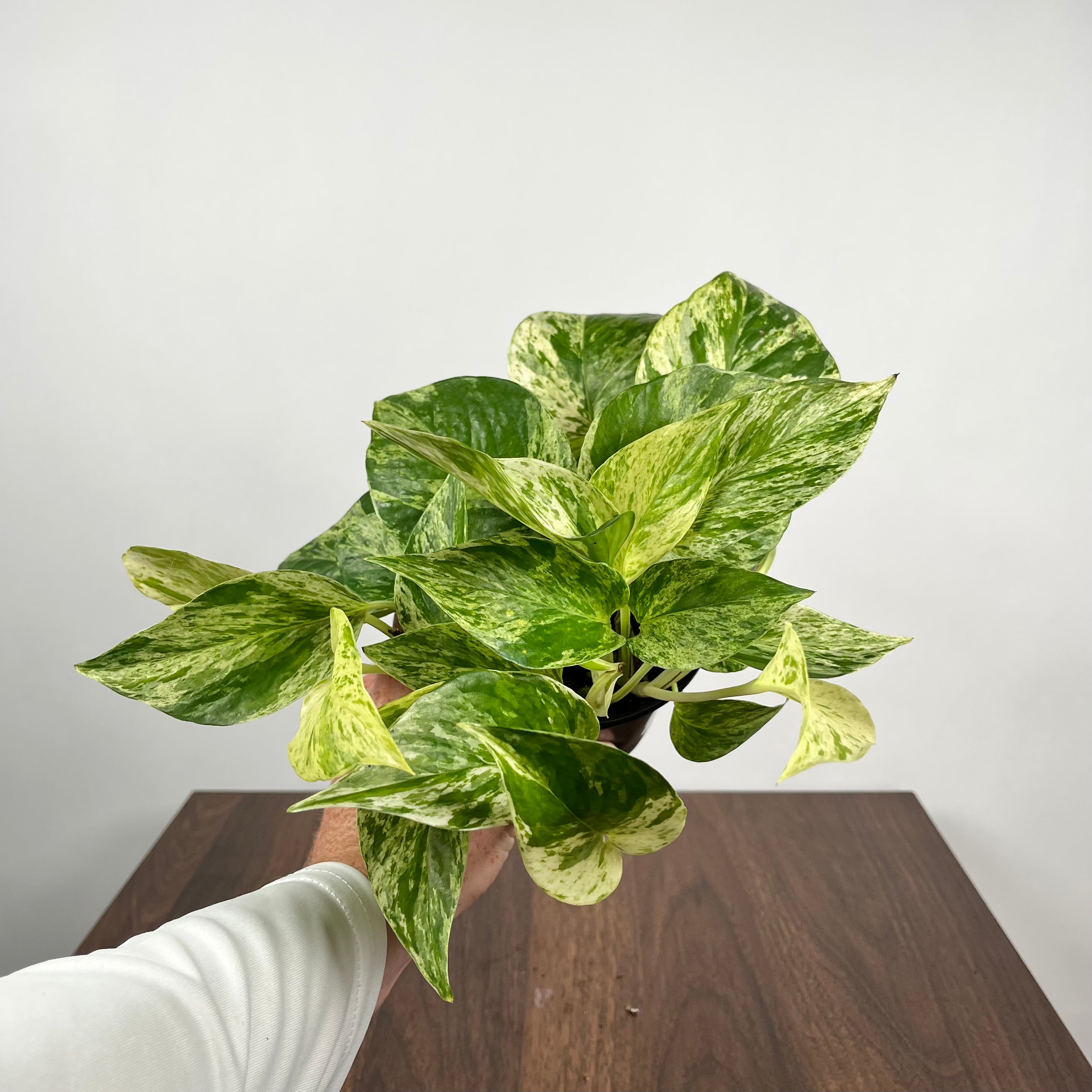 Pothos Marble Queen
