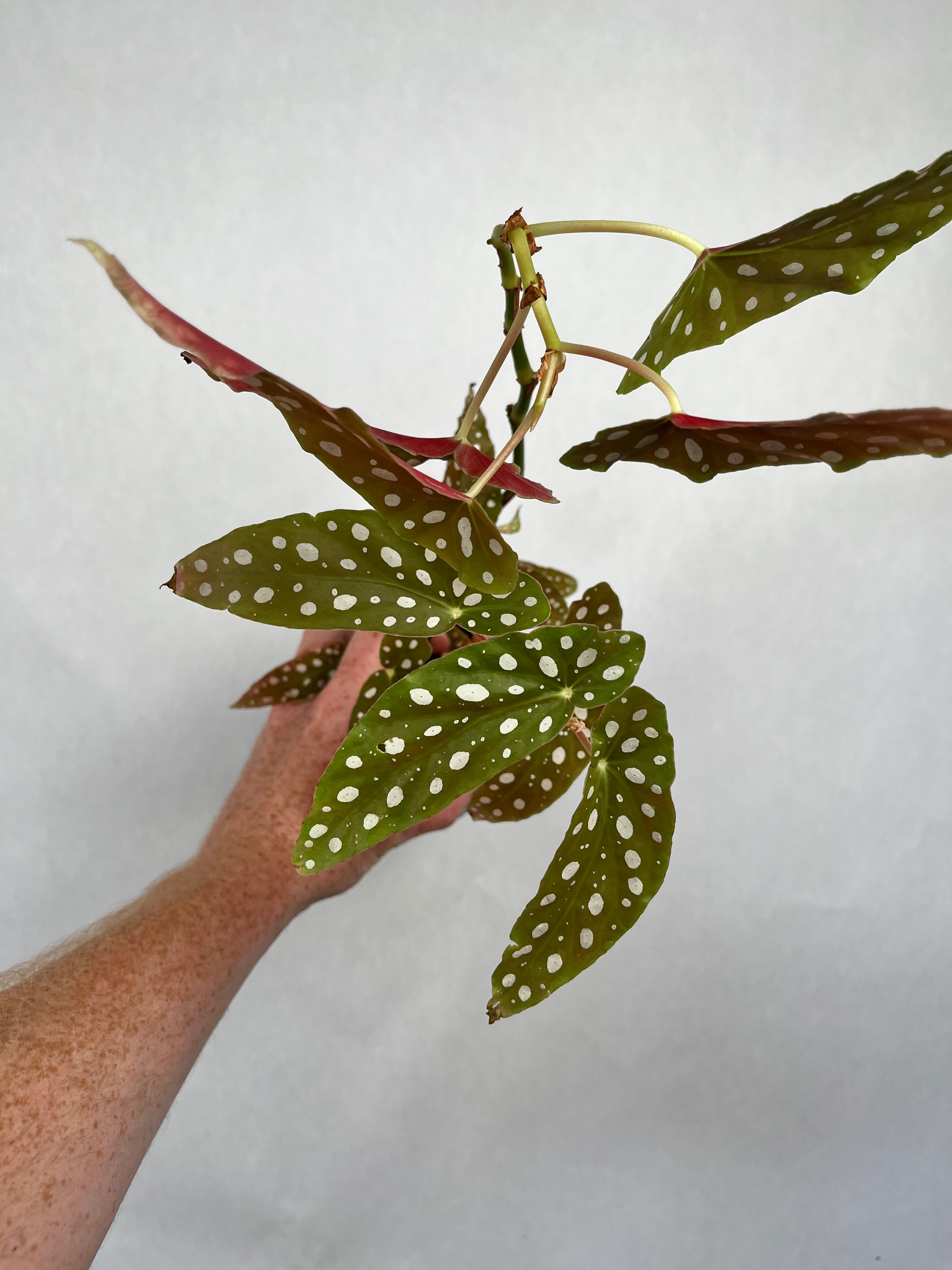 Begonia Maculata