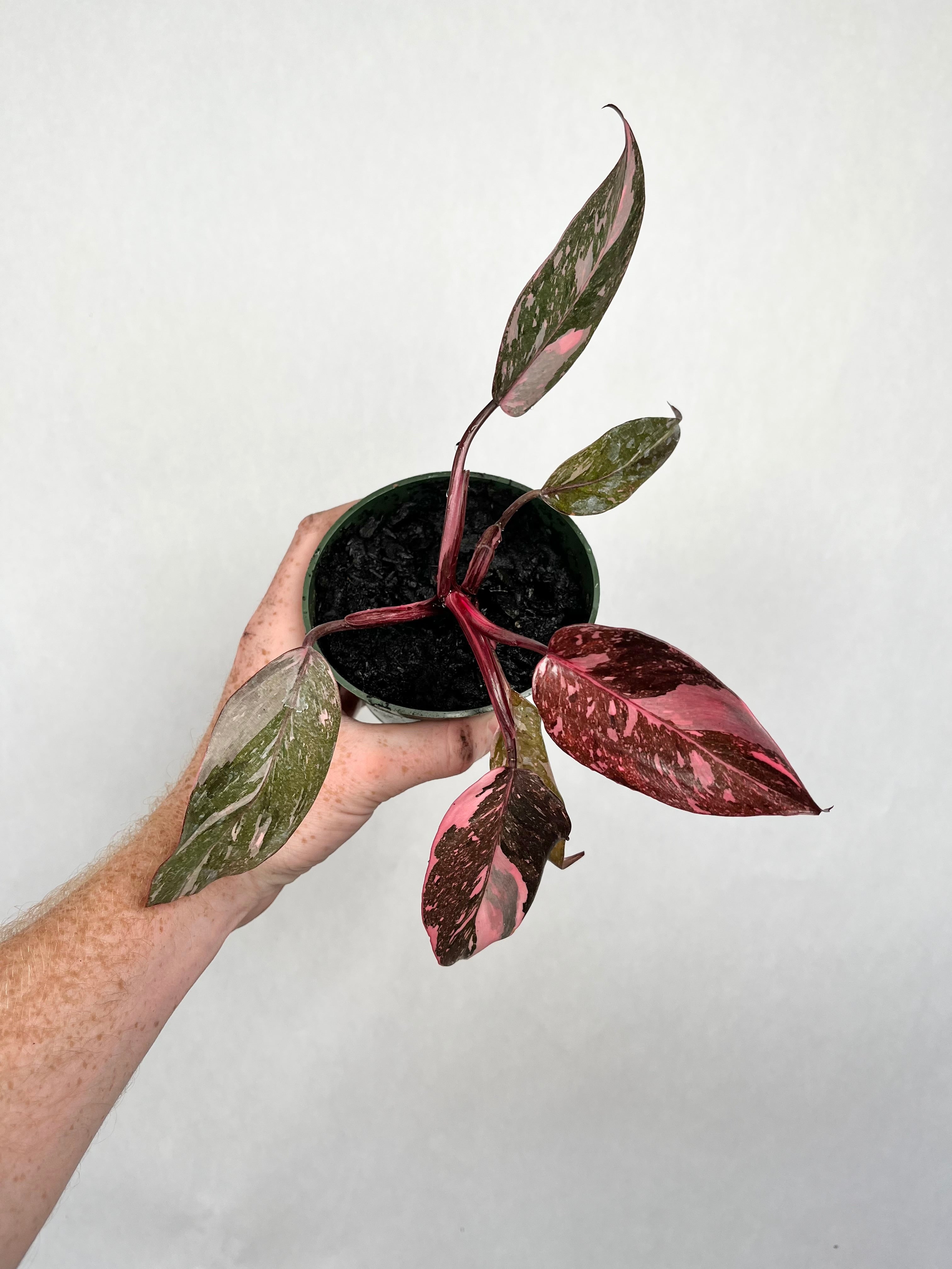 Philodendron Pink Princess
