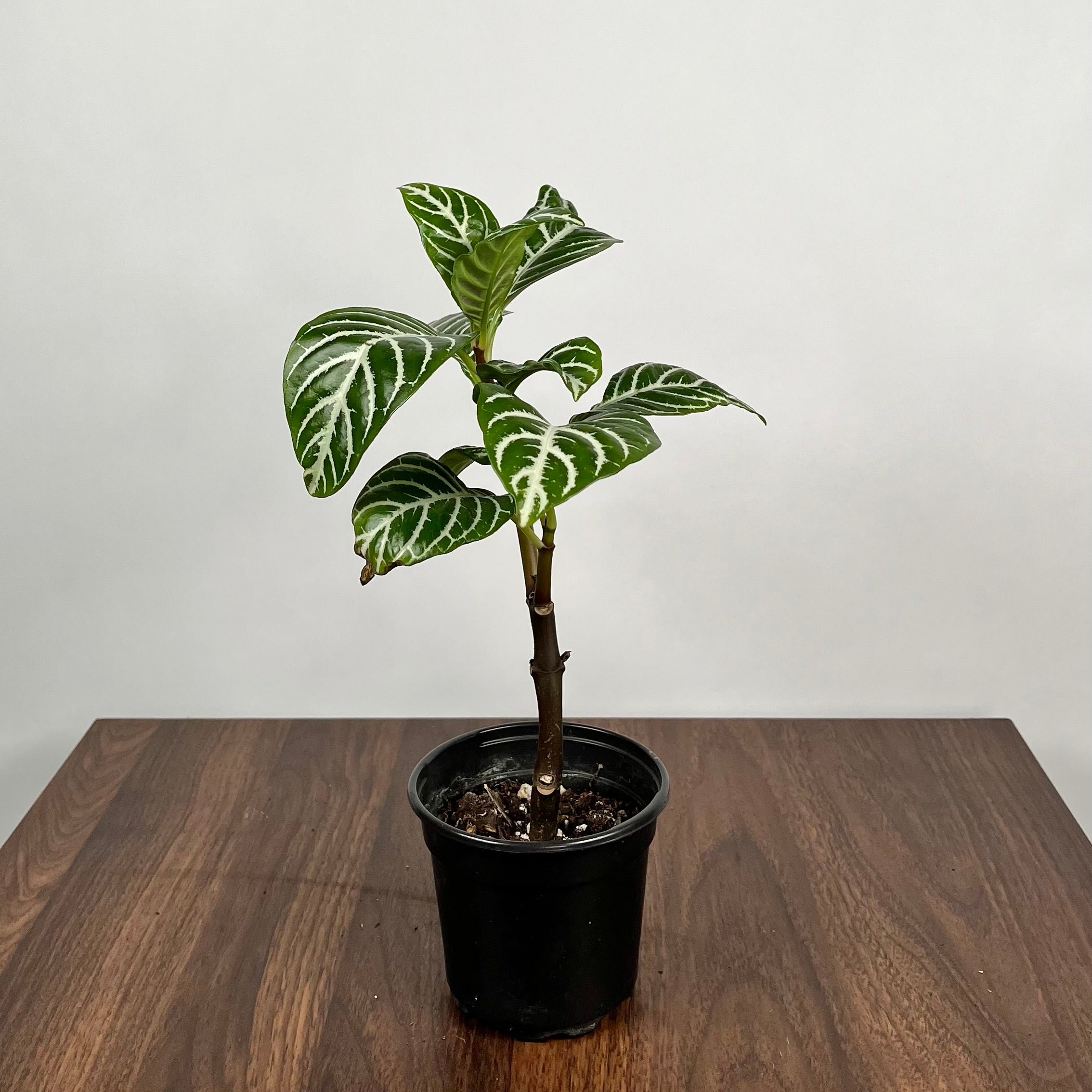 Zebra Plant