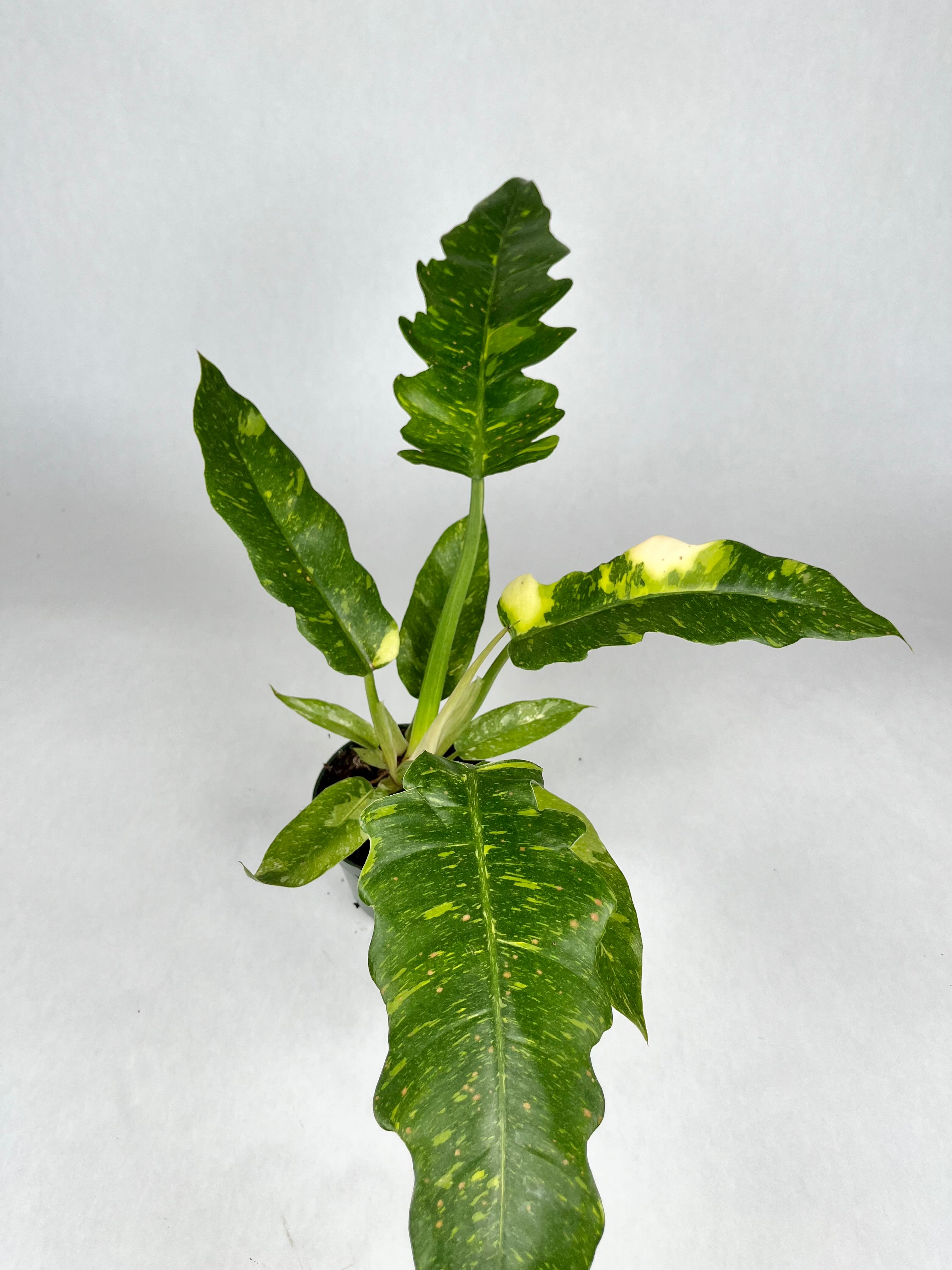 4" Philodendron Ring of Fire