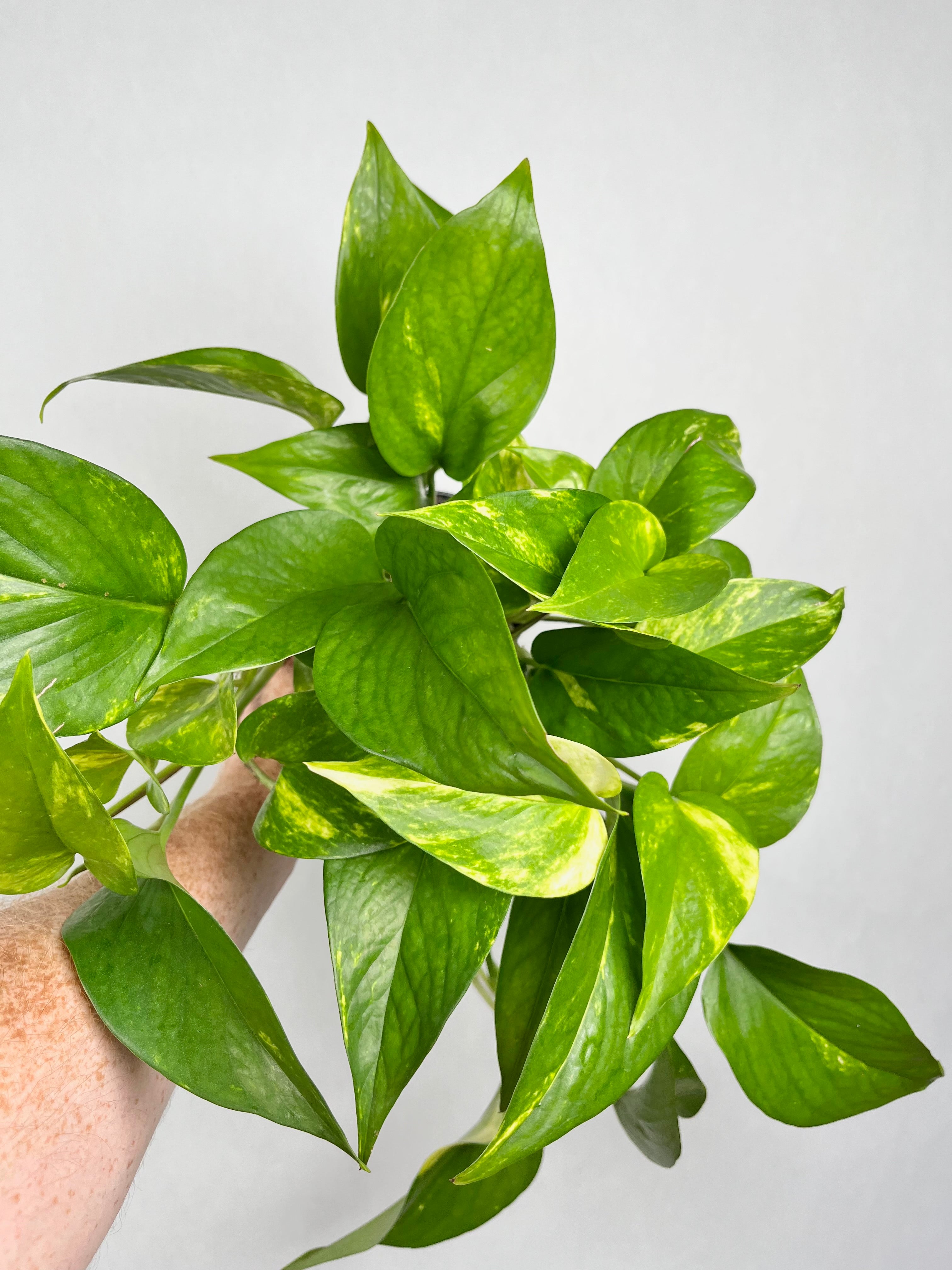 Pothos Golden