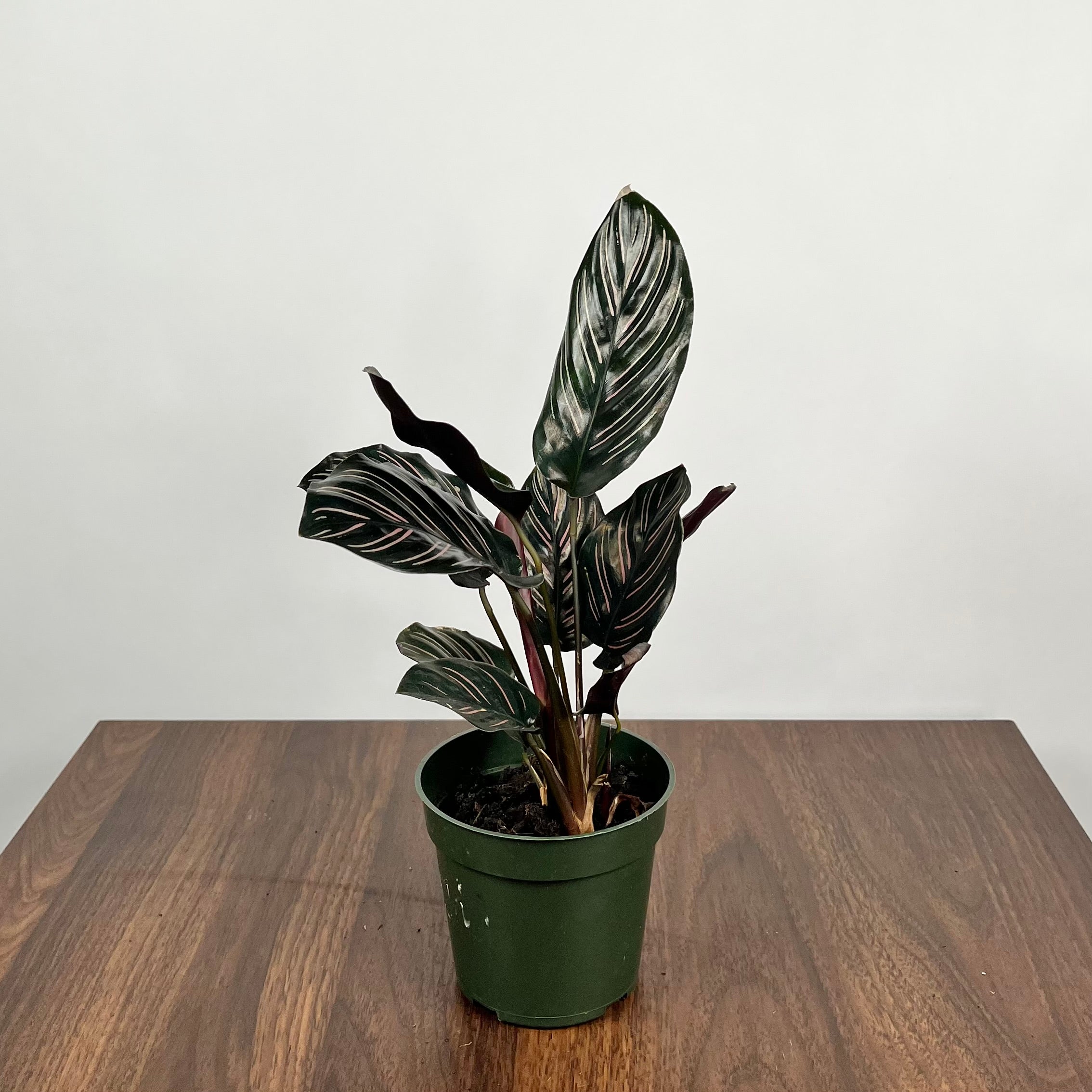 Calathea Pin-Stripe