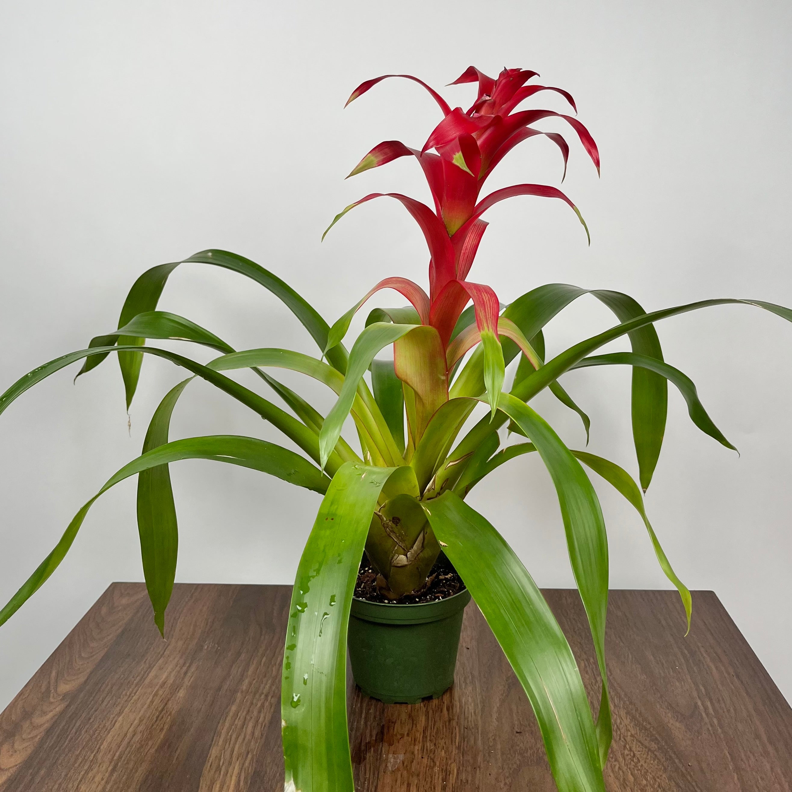 Bromeliad Really Red