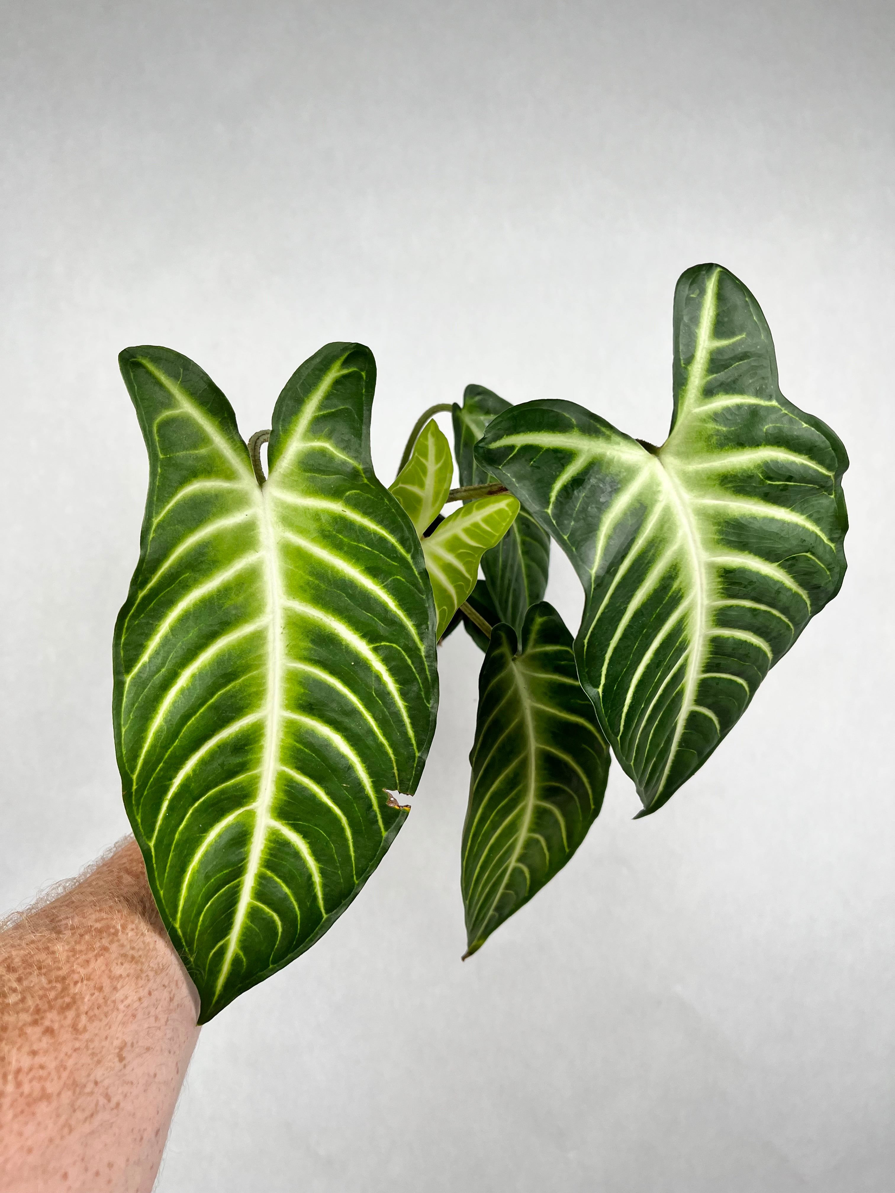 Xanthosoma Lindenii