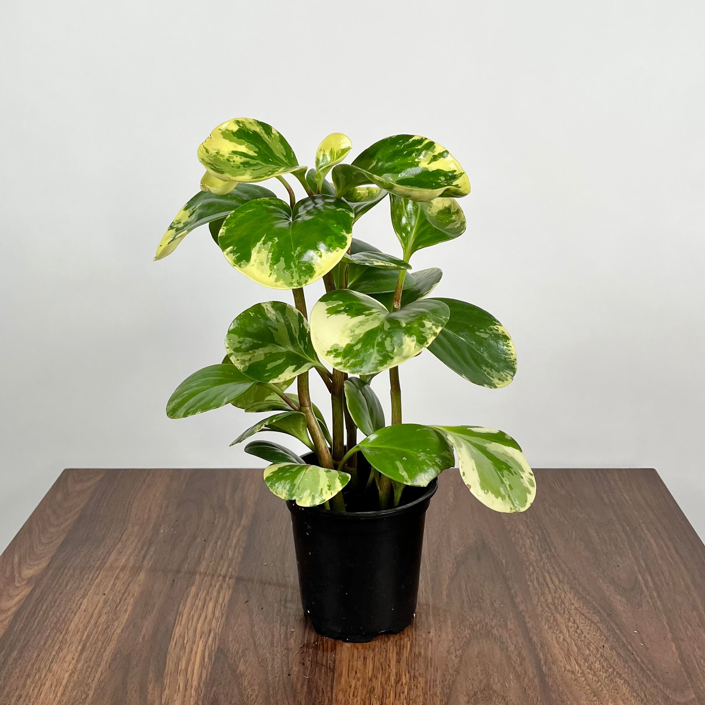 Peperomia Marble